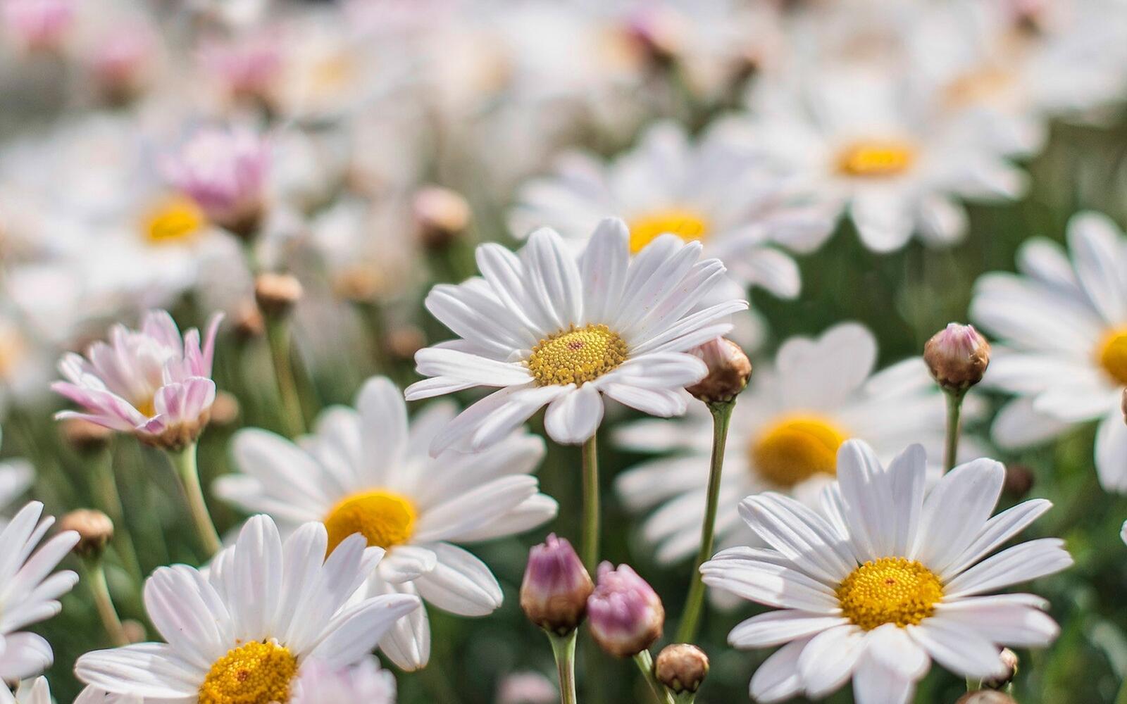 Wallpapers daisies chamomile petals on the desktop