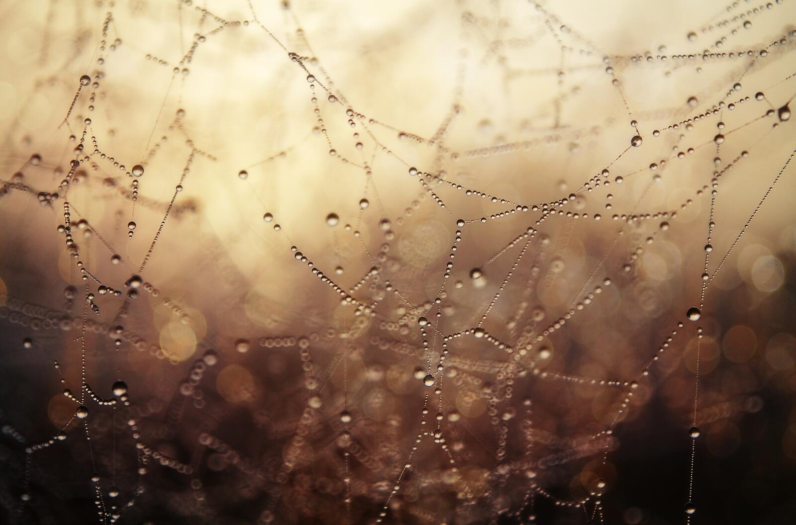 Wallpapers drops of water spider web boke on the desktop