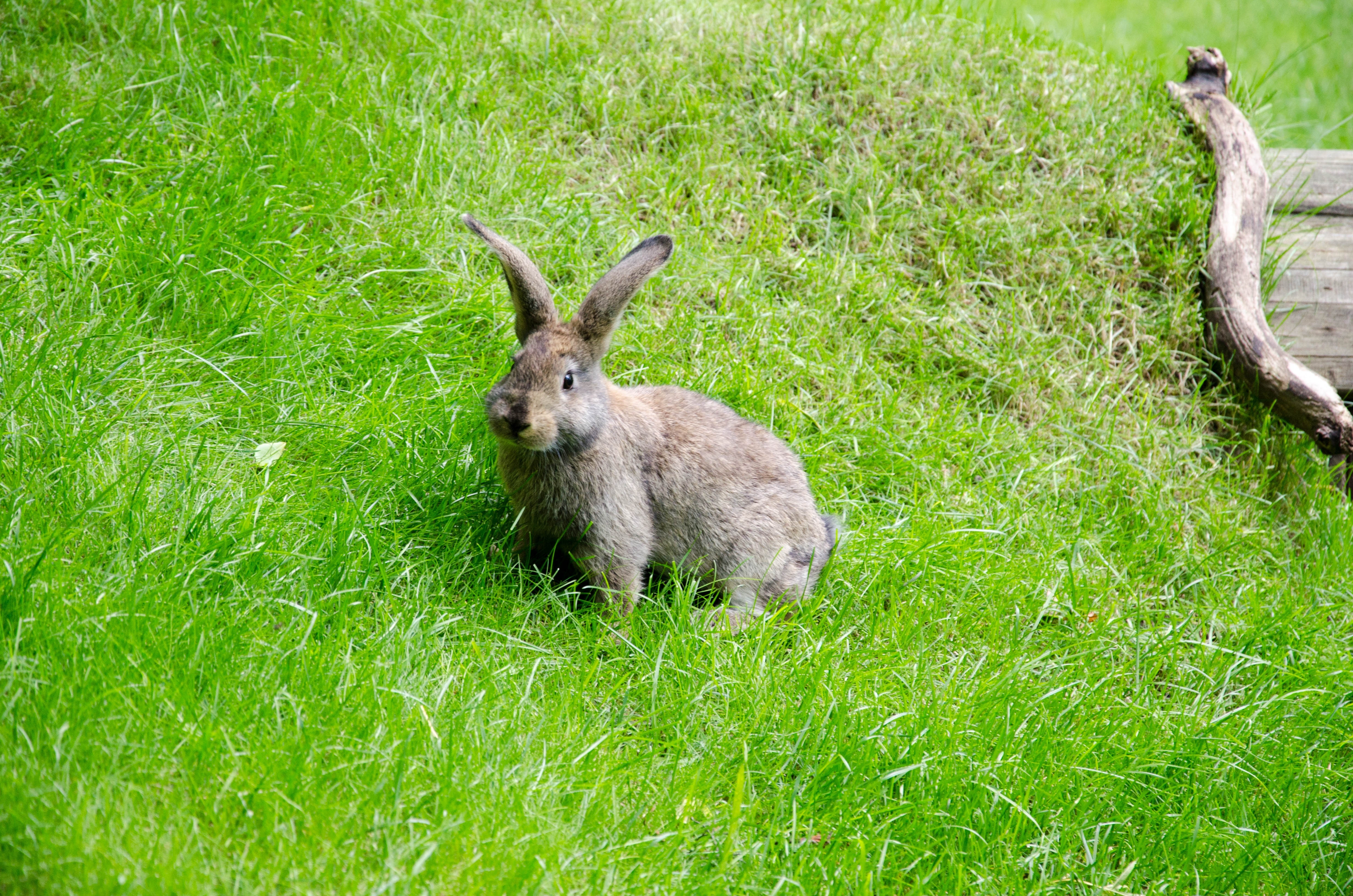 Кроме зайца. Заяц. Заяц в траве. Заяц фото. Зайчик в лесу.