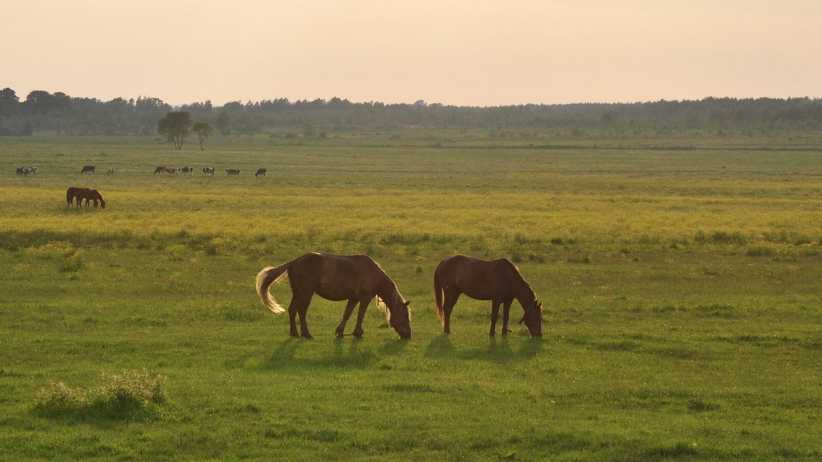 Обои пейзаж лошадь трава на рабочий стол