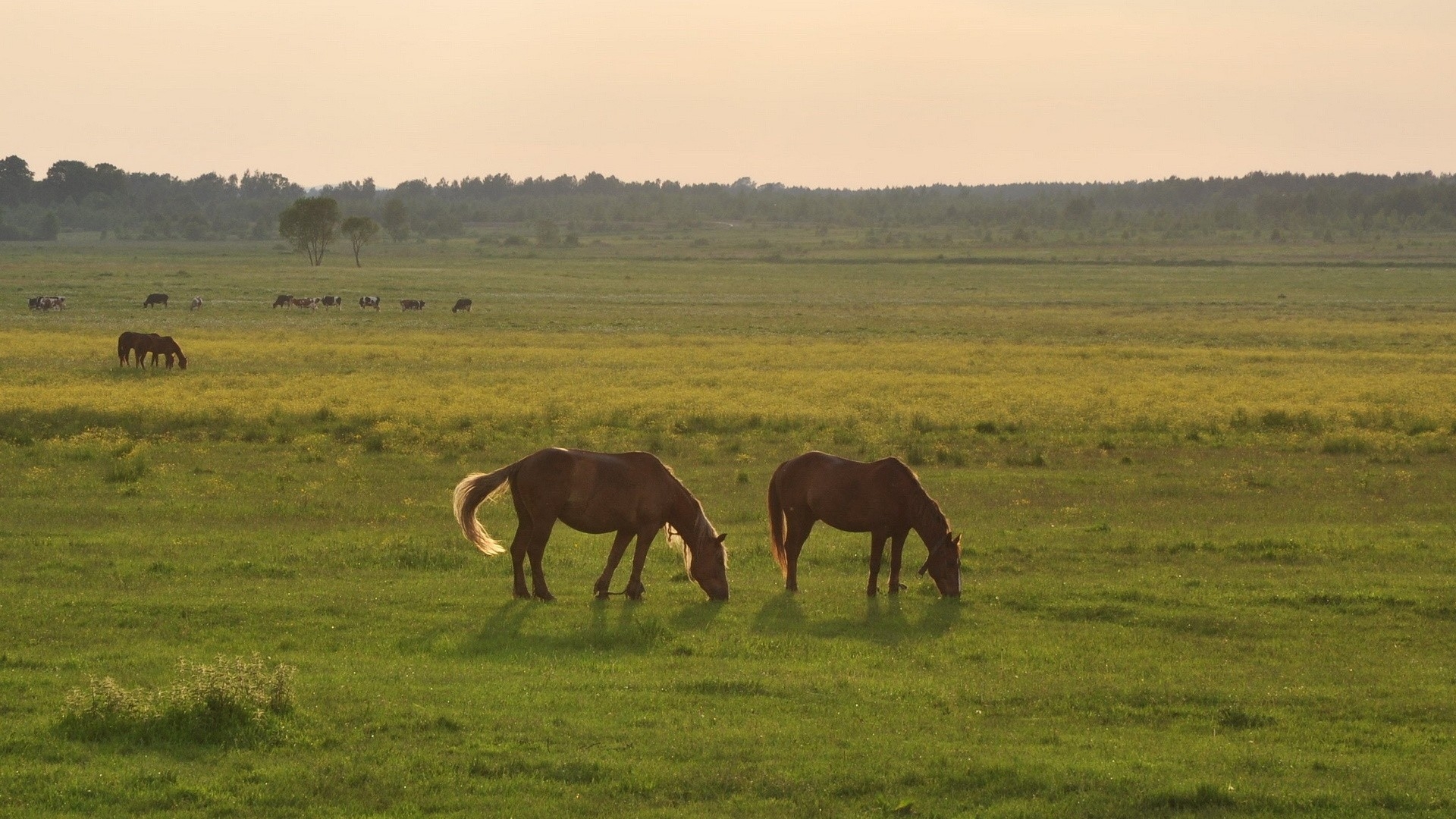 Фото бесплатно пейзаж, лошадь, трава