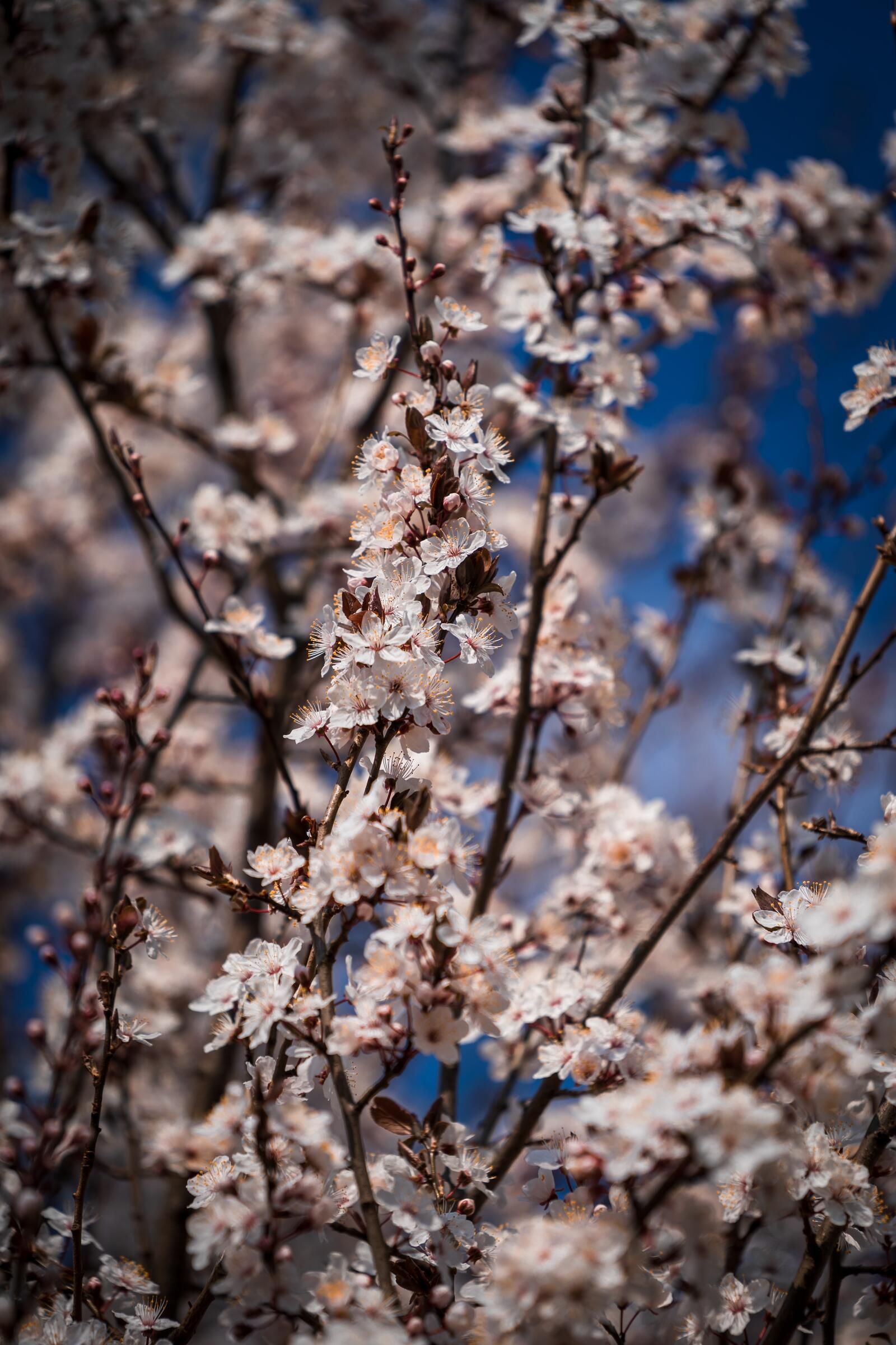 Обои цветение сакуры вишня цветения на рабочий стол