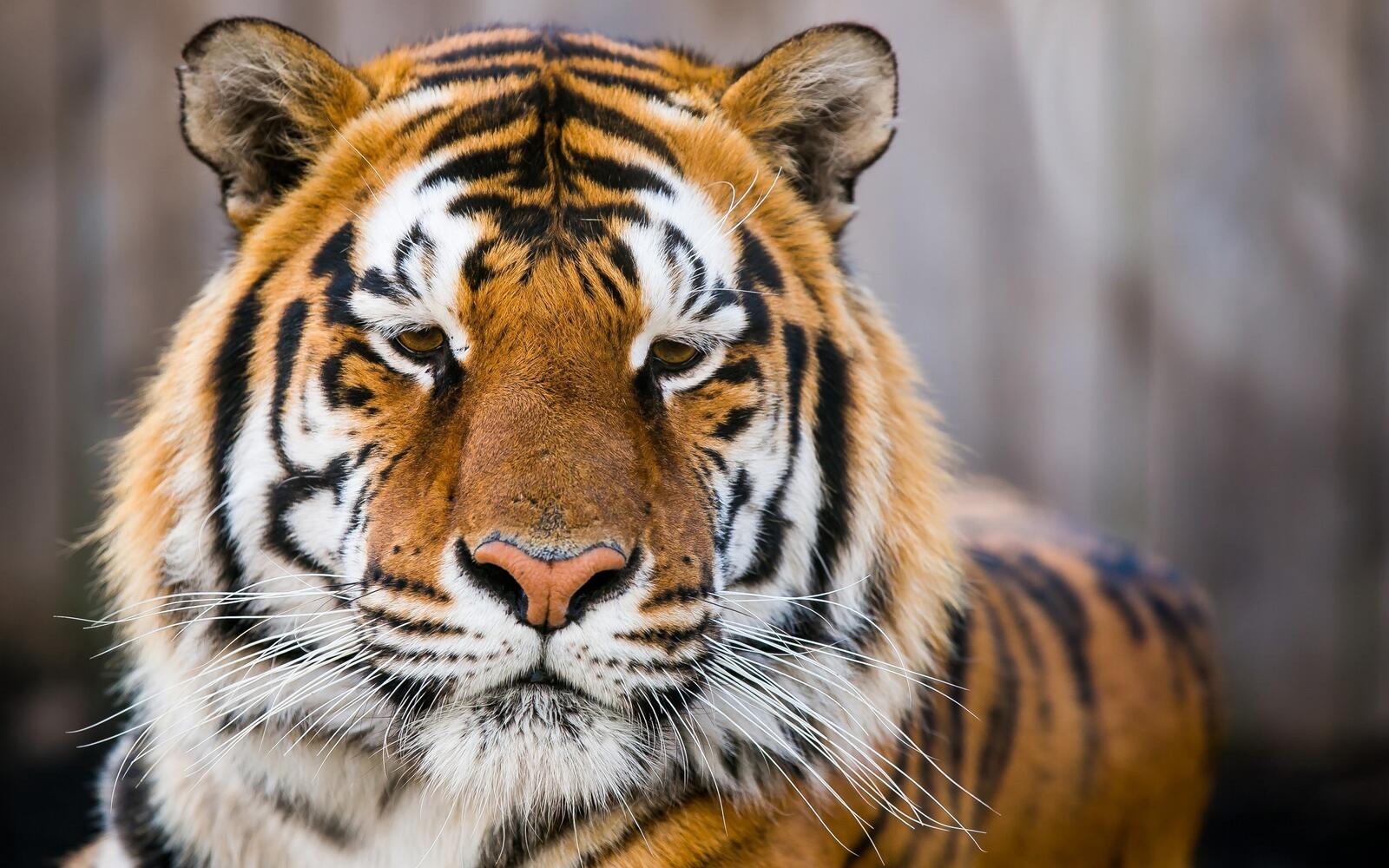 тигр величественная близко
