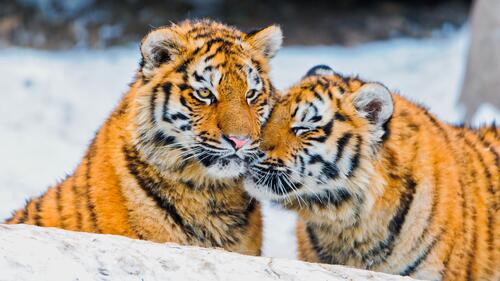 Два тигра любуются друг другом
