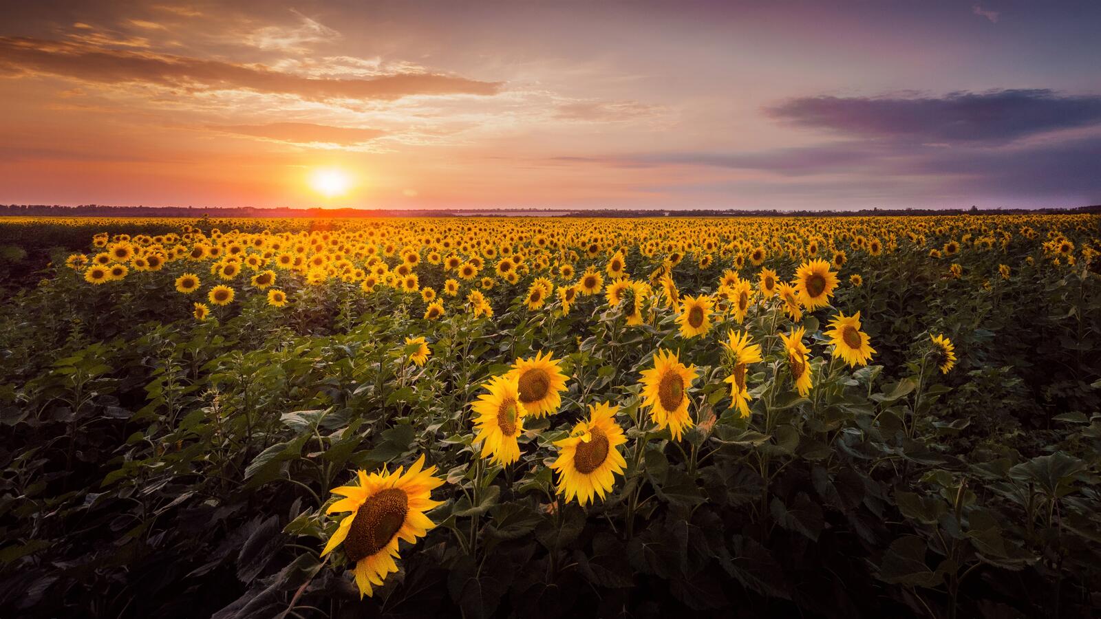 Free photo Beautiful pictures of field sunset free download
