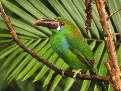 Photos of emerald will toucanet, bird on branch watch free