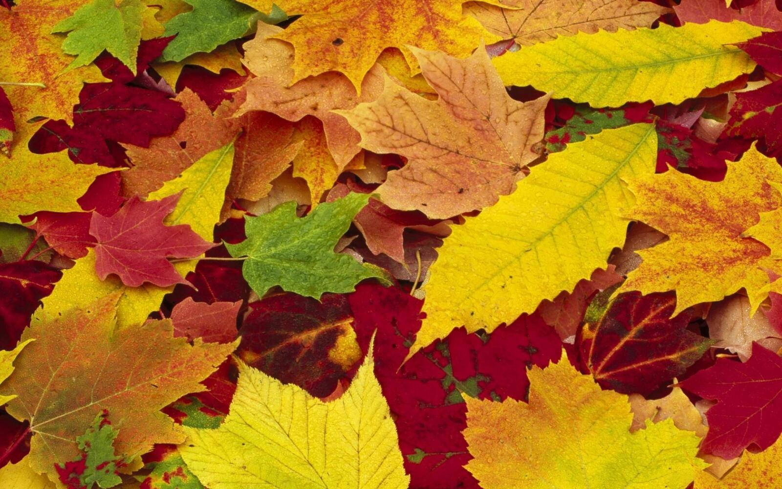 Wallpapers maple leaf all sorts deciduous on the desktop