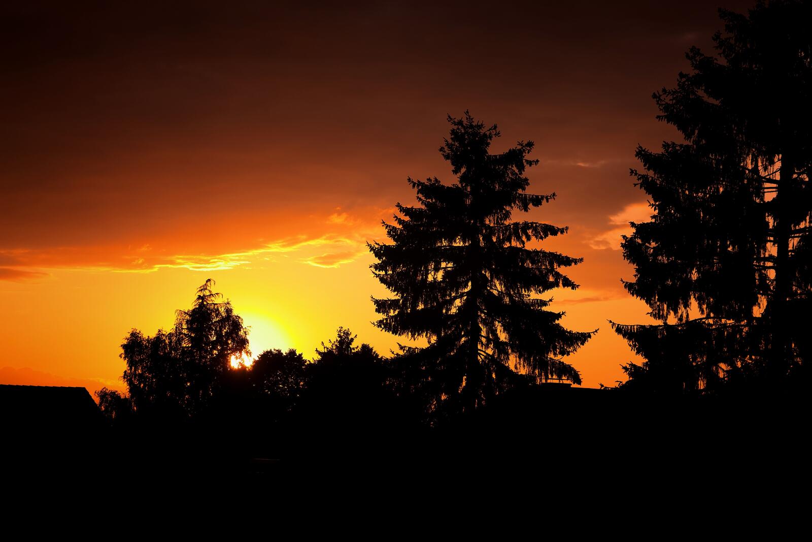Wallpapers sunset tree silhouette sky on the desktop