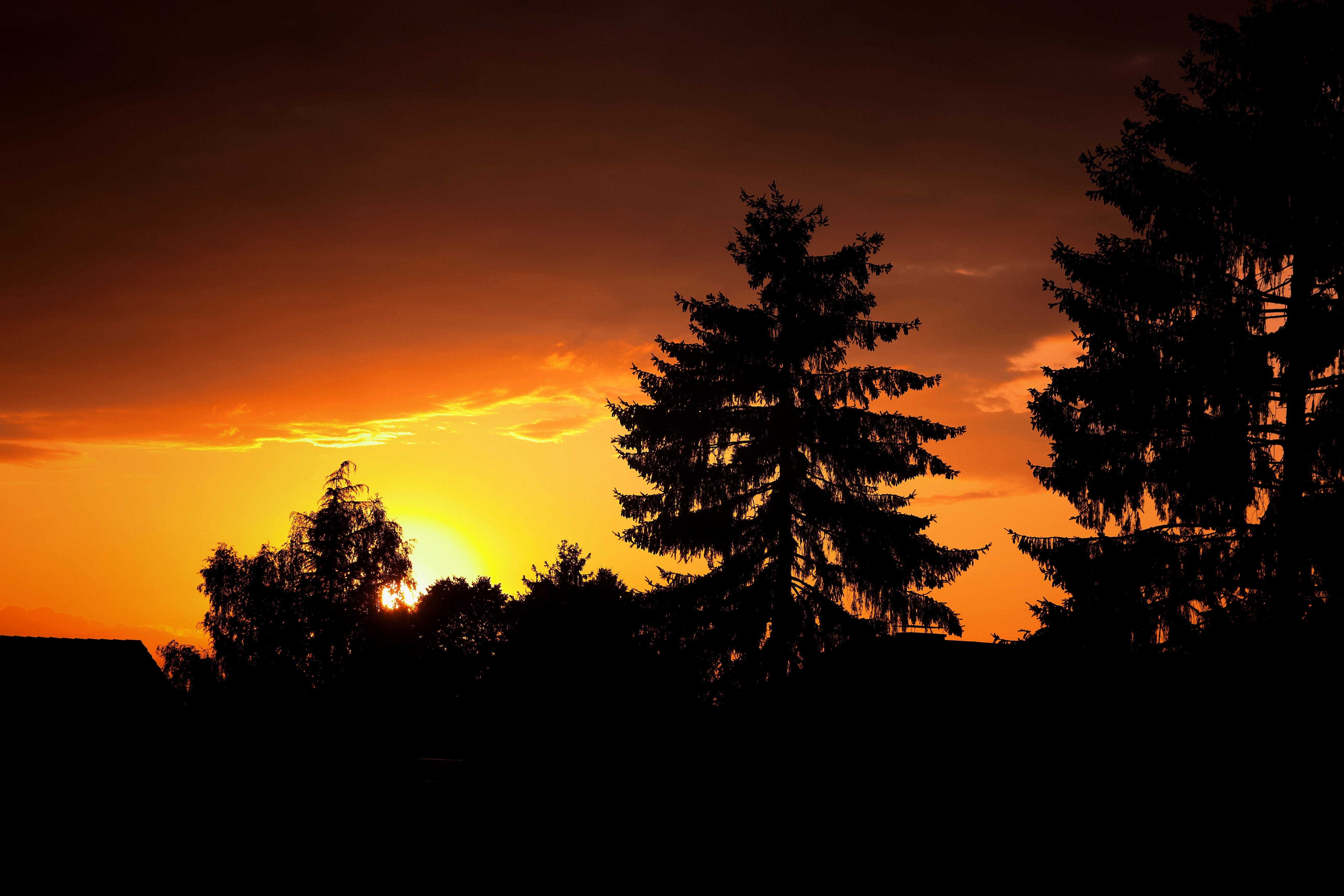 Wallpapers sunset tree silhouette sky on the desktop