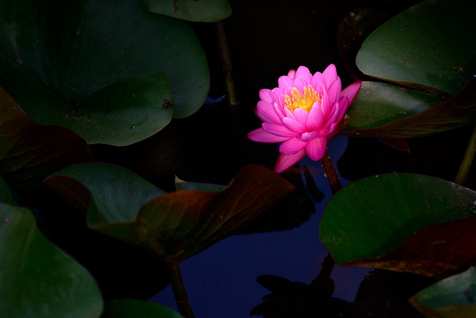 Wallpapers flowers water lily colorful on the desktop