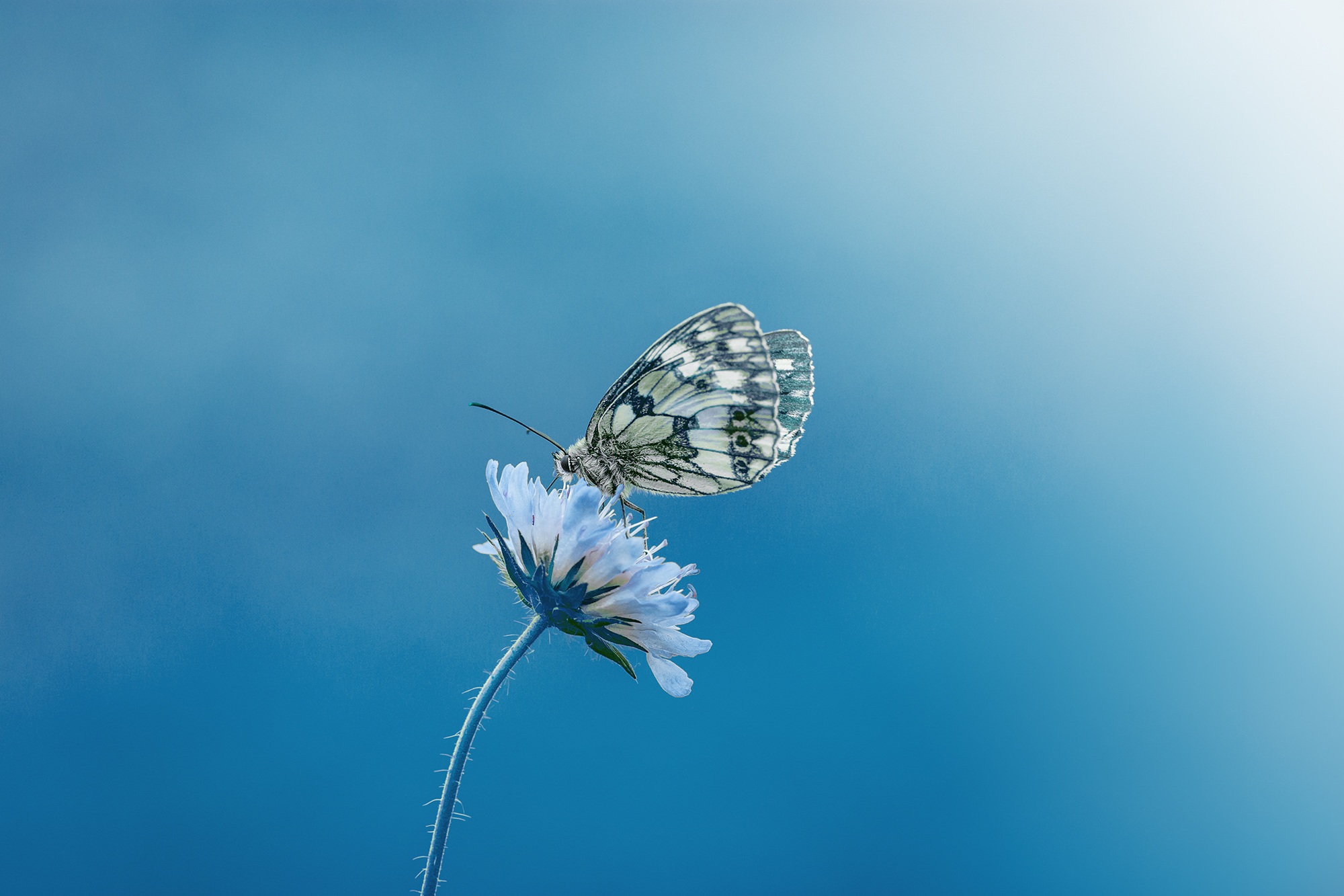 Wallpapers nature flower wing on the desktop