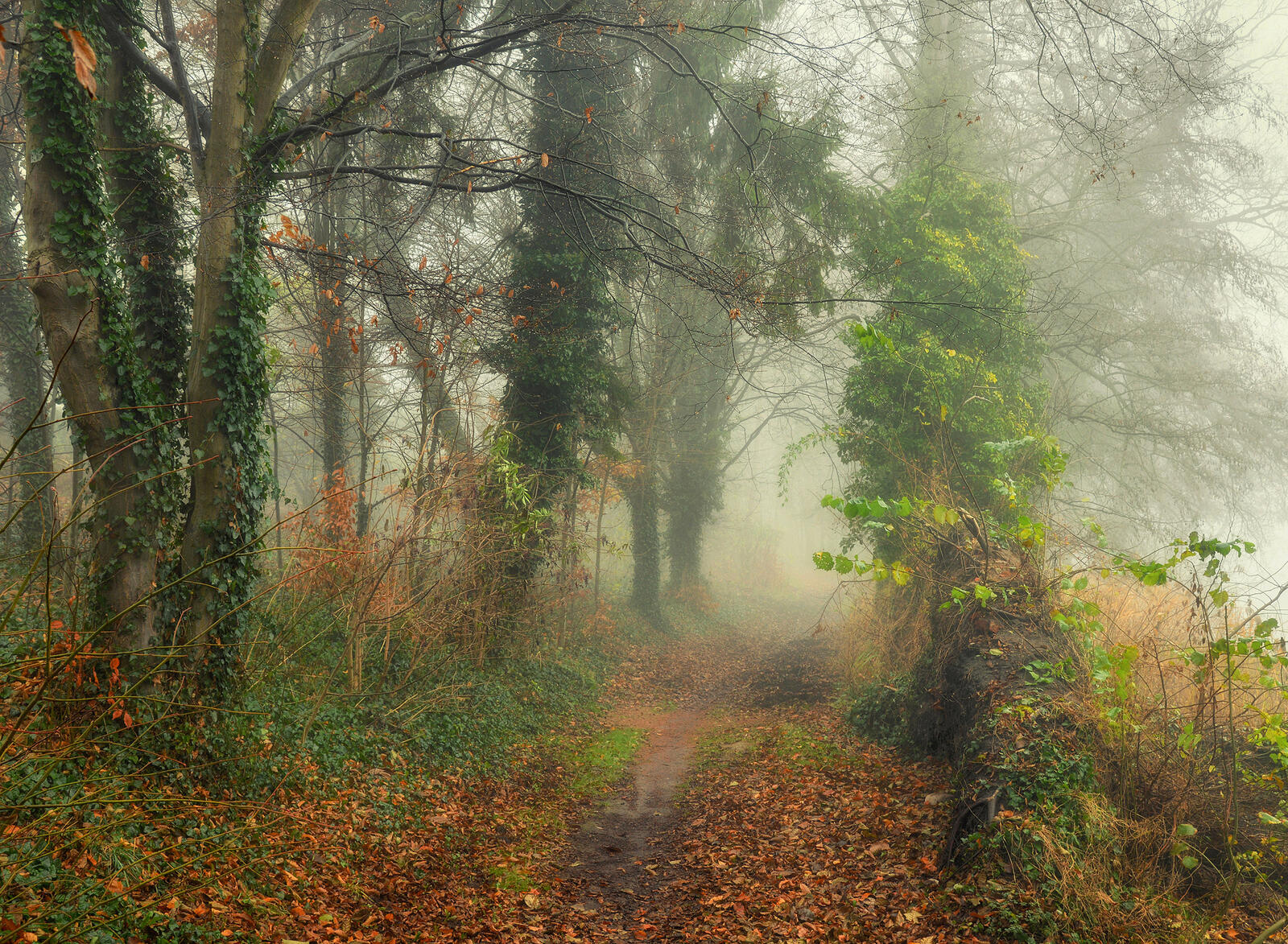 Wallpapers autumn leaves footpath forest on the desktop