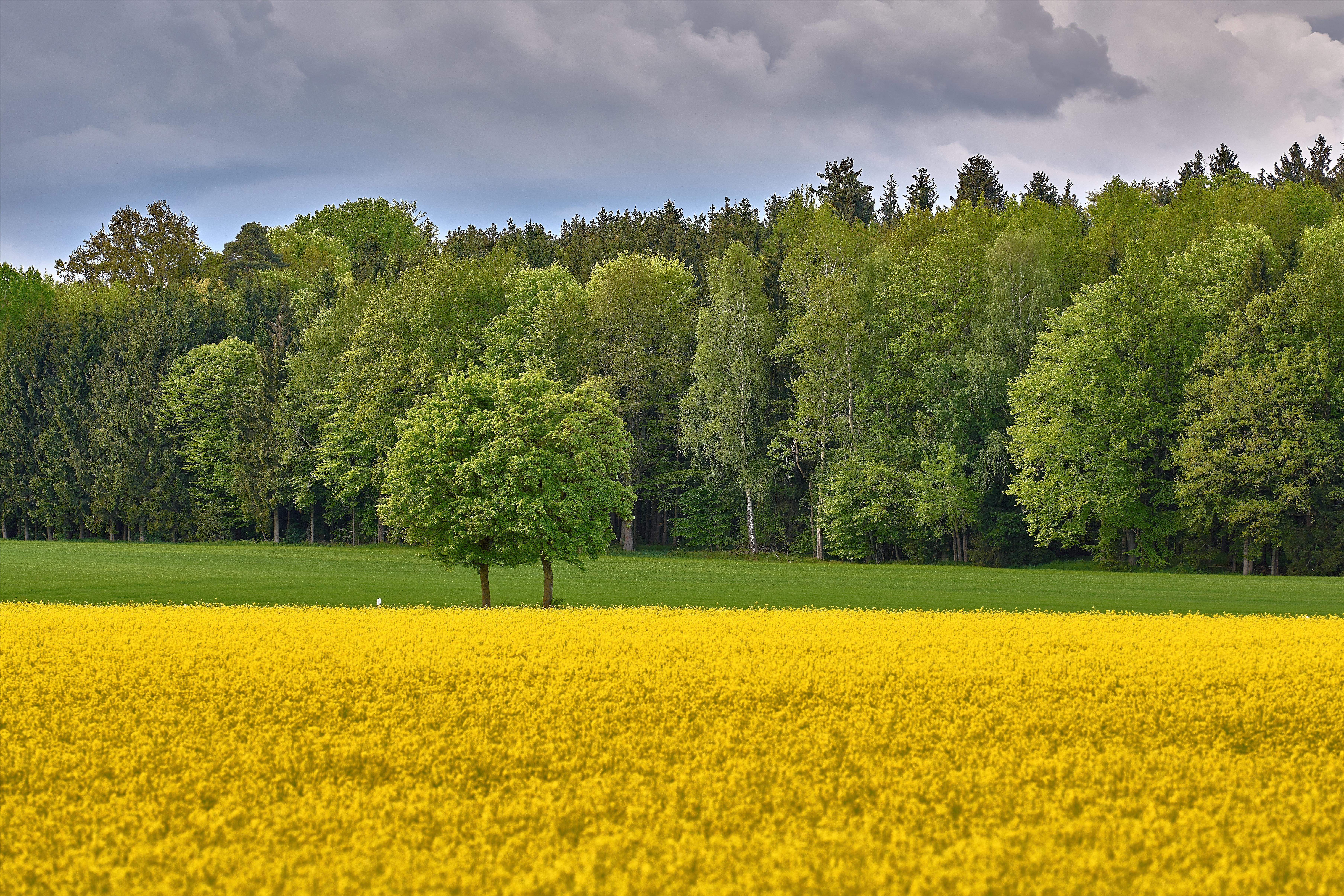 Photo free yellow field, large field, flowers
