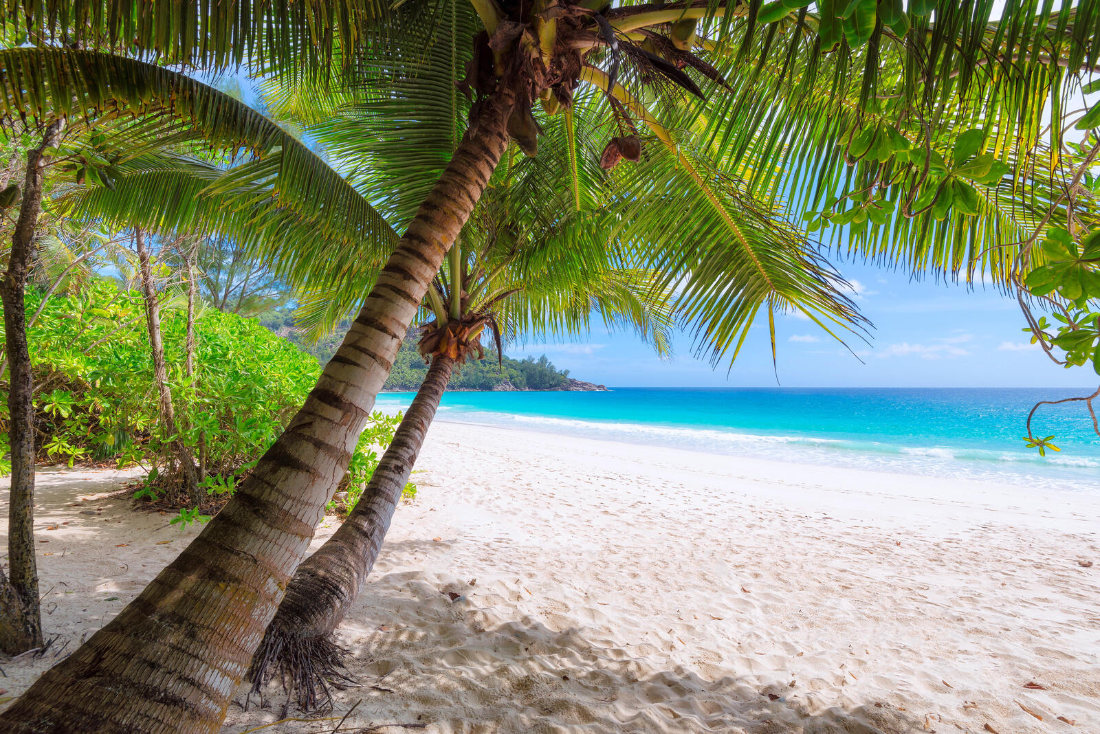 Обои тропики песчаный пляж пальмы на рабочий стол
