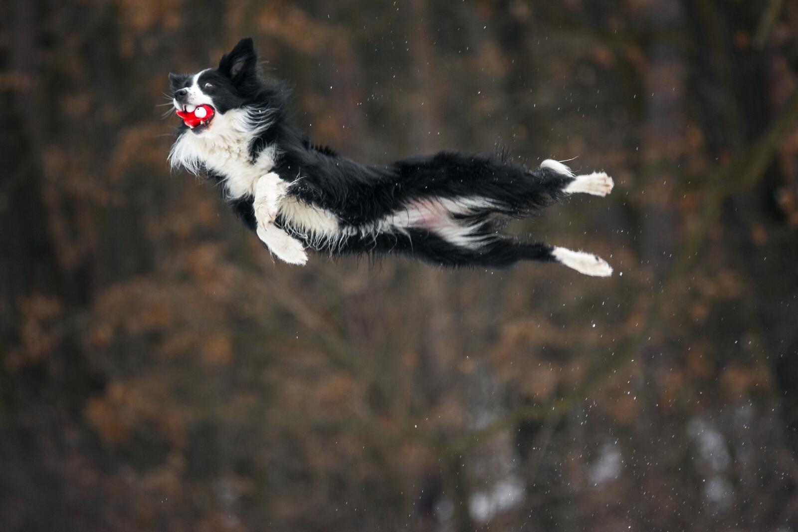Wallpapers Border collie jumping dogs on the desktop