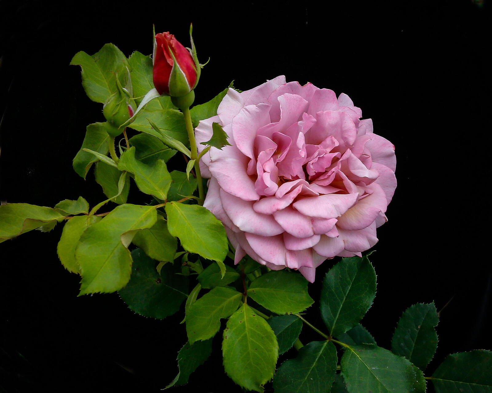 桌面上的壁纸粉红玫瑰 植物群 粉红的花朵