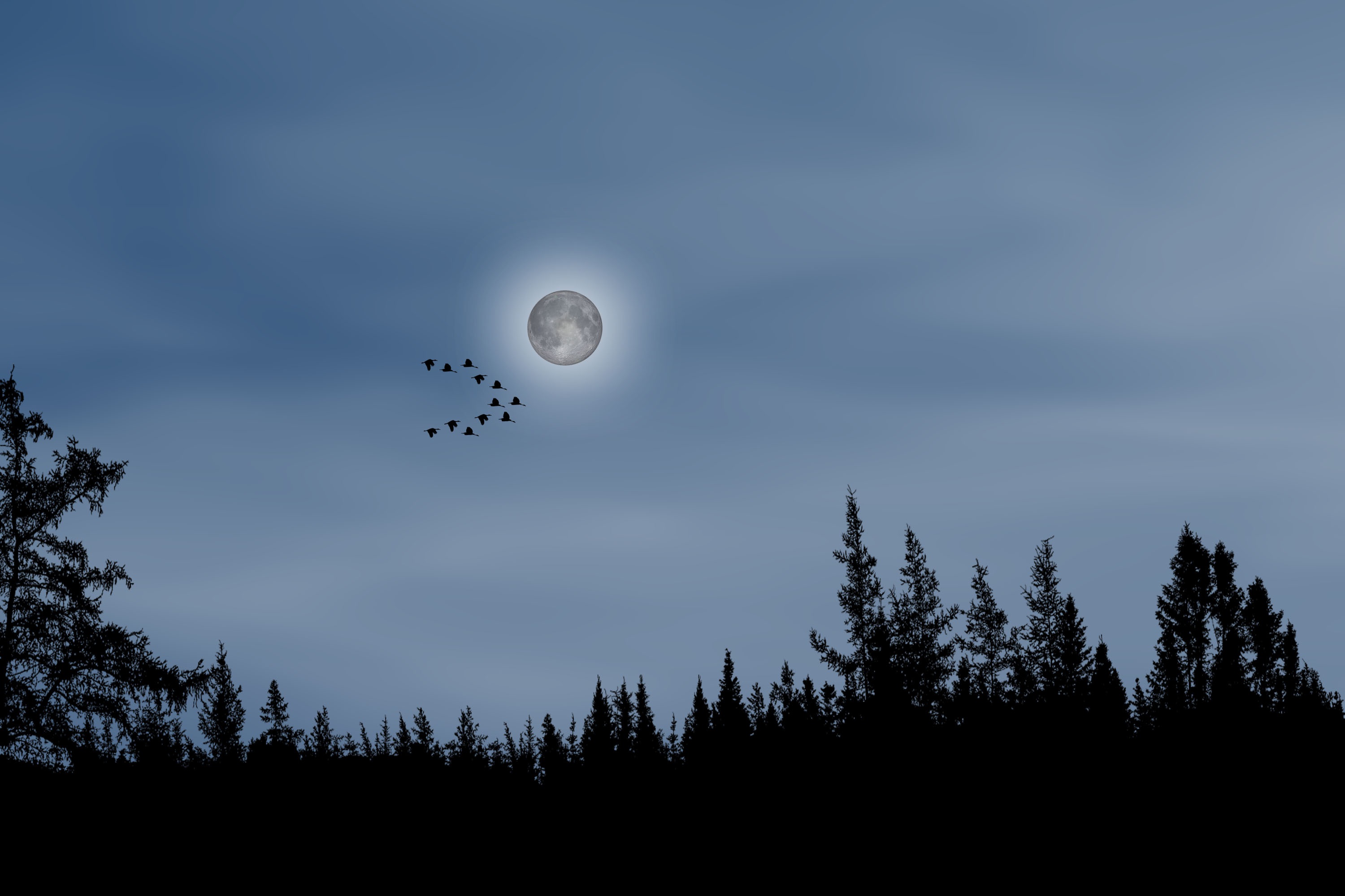 Wallpapers moon forest a flock of birds on the desktop