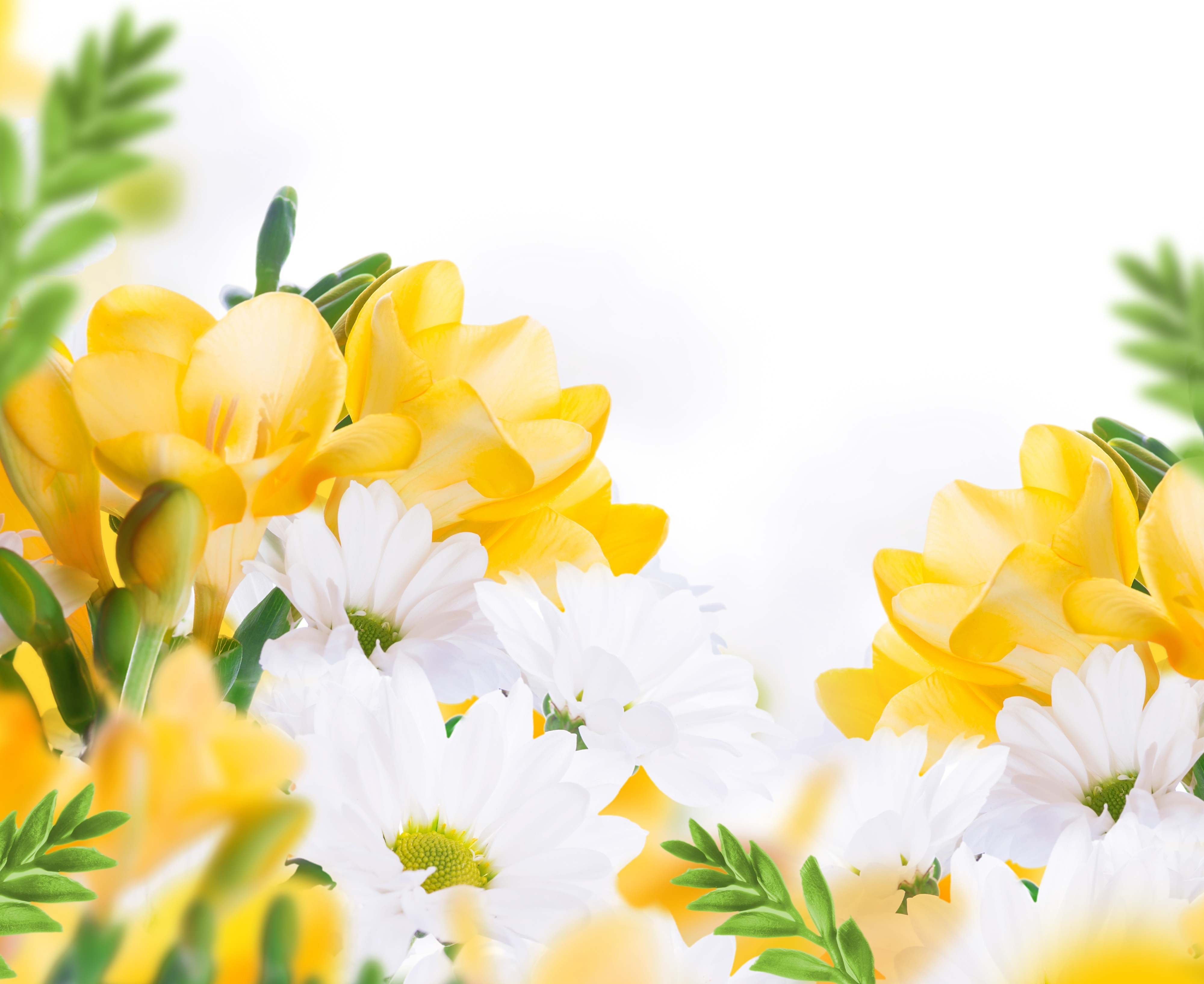 Фото бесплатно хризантемы, жёлтые цветы, близко