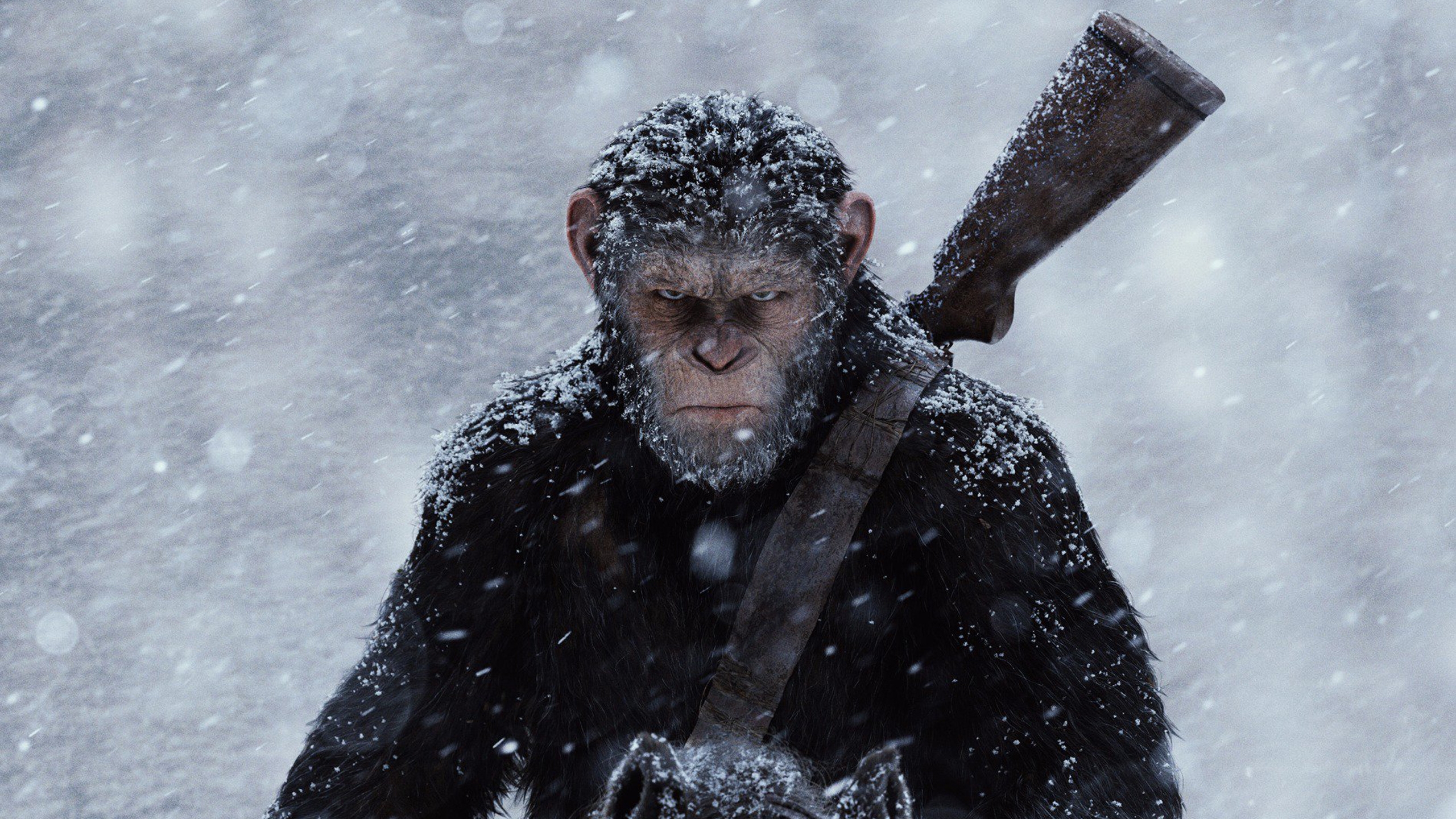 Фото бесплатно снег, обои war for the planet of the apes, горилла