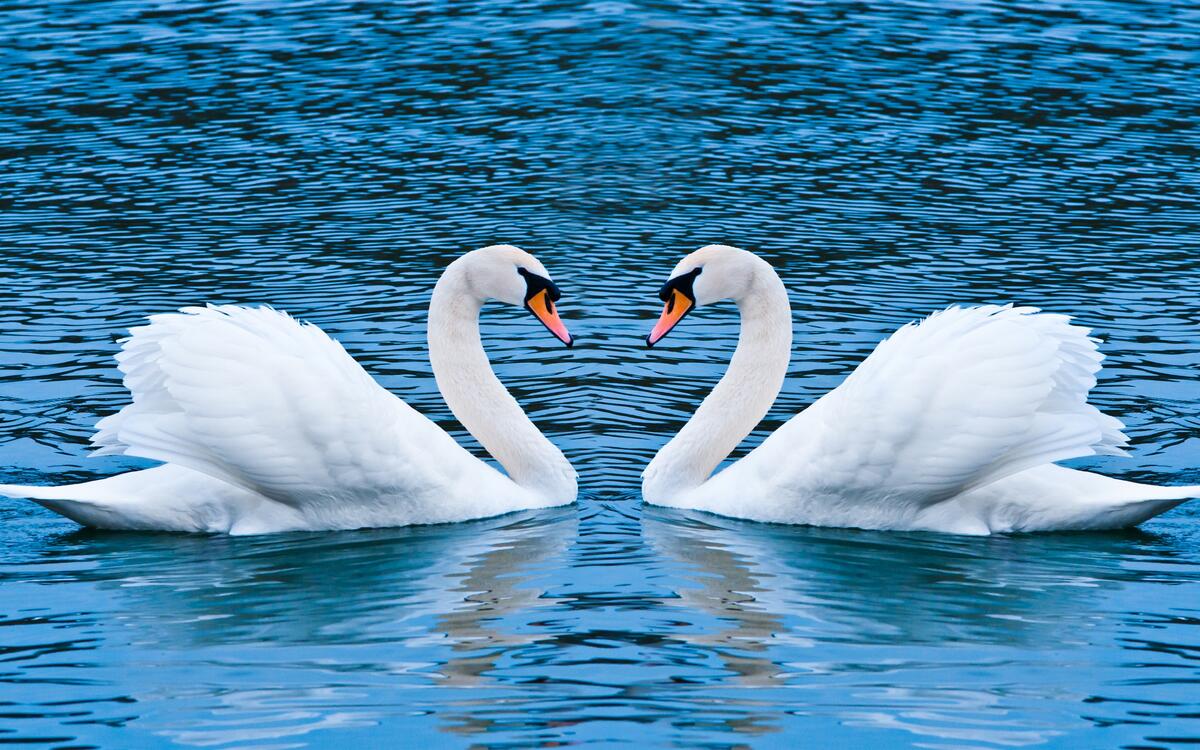 Два белых лебедя на реке