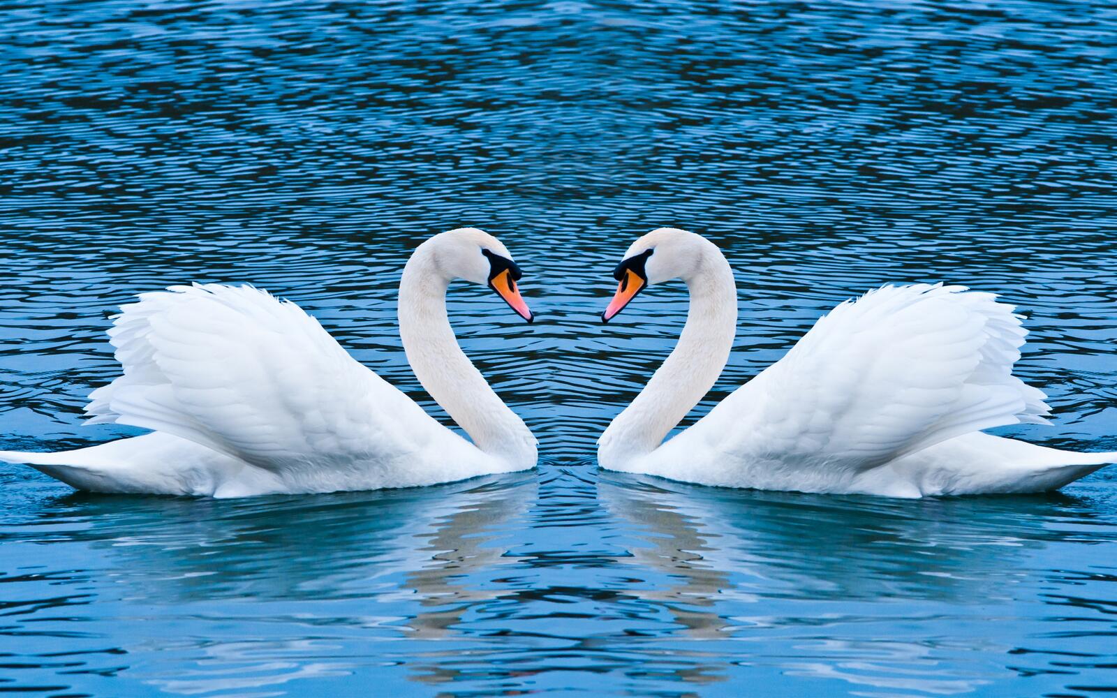 Free photo Two white swans on the river