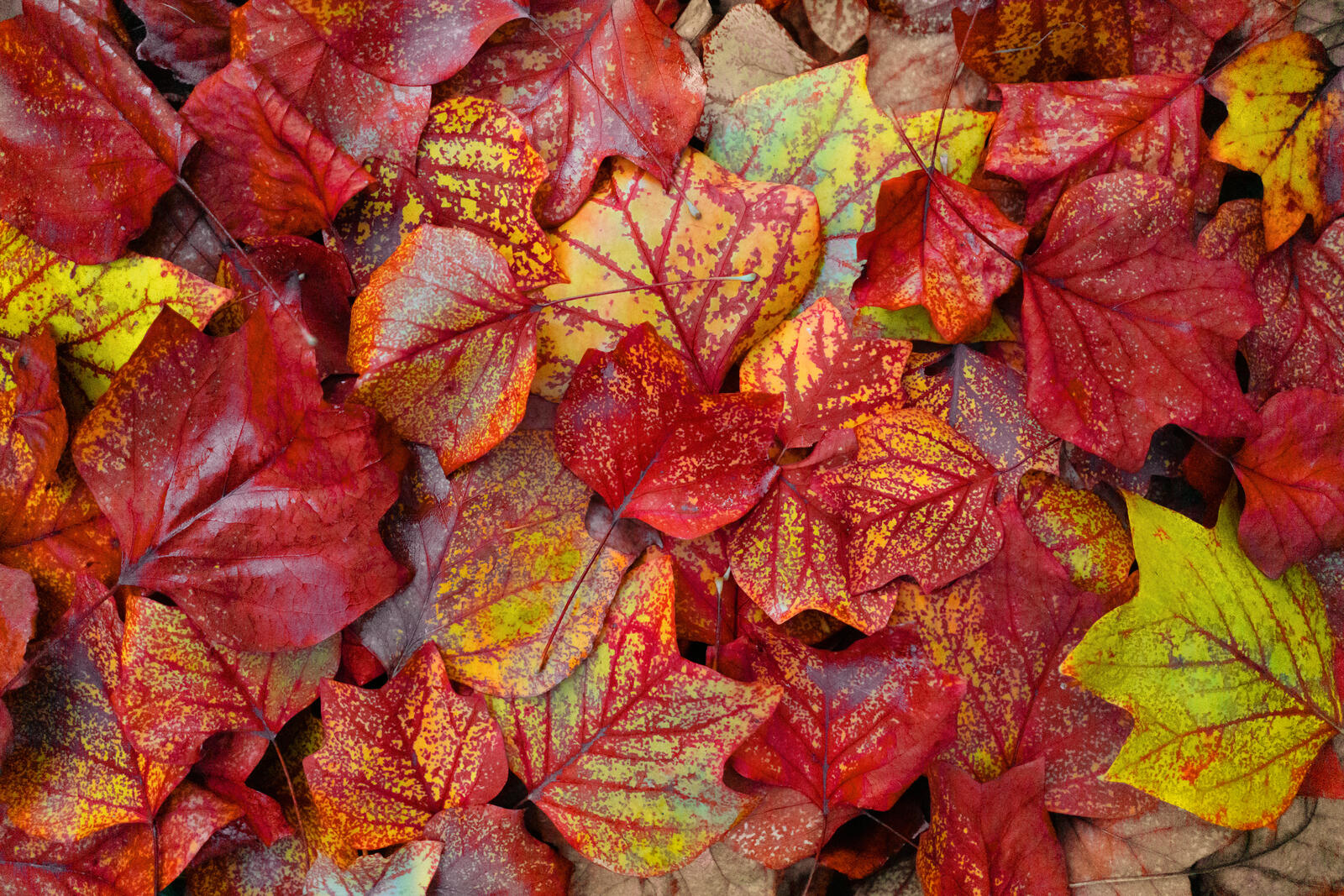 桌面上的壁纸秋叶 自然 秋天的背景