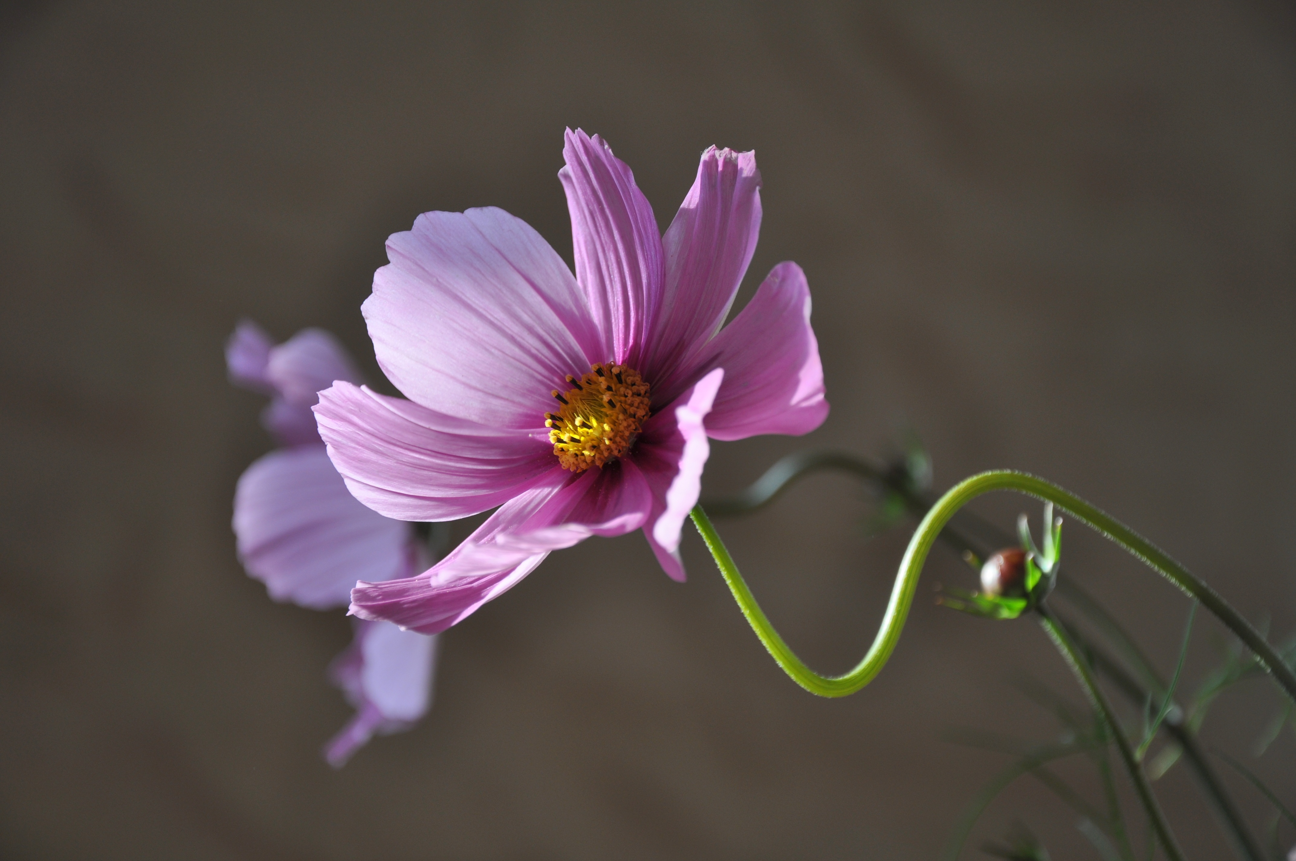 Фото бесплатно фотографии, цветущее растение, лето