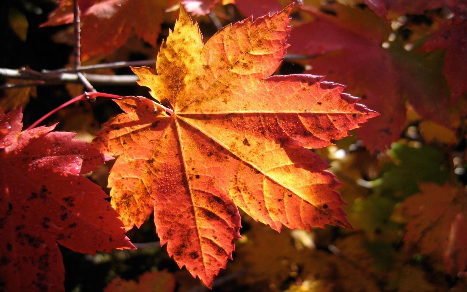 Free photo Autumn maple leaf