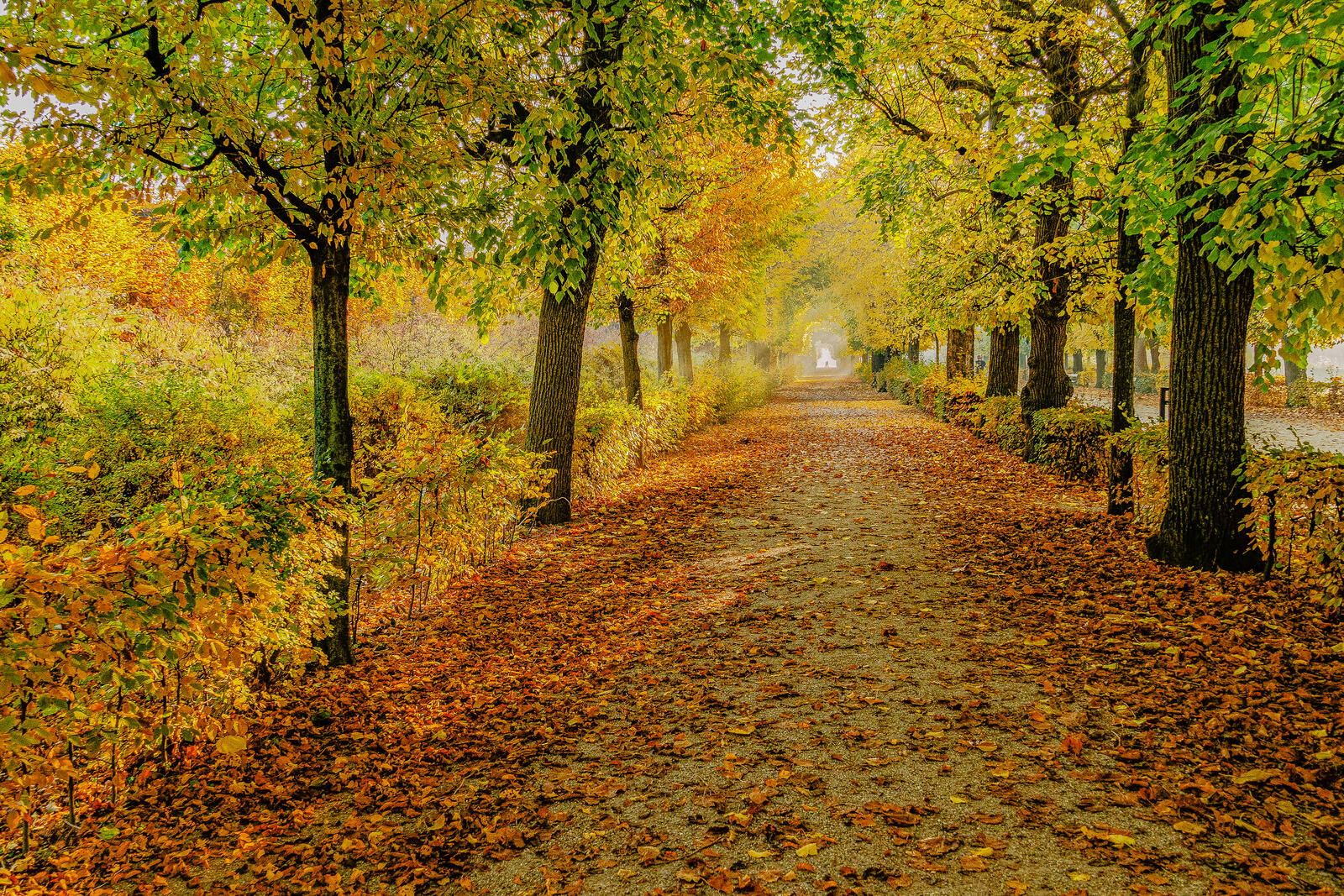 Бесплатное фото Фото осень, парк, деревья больших размеров