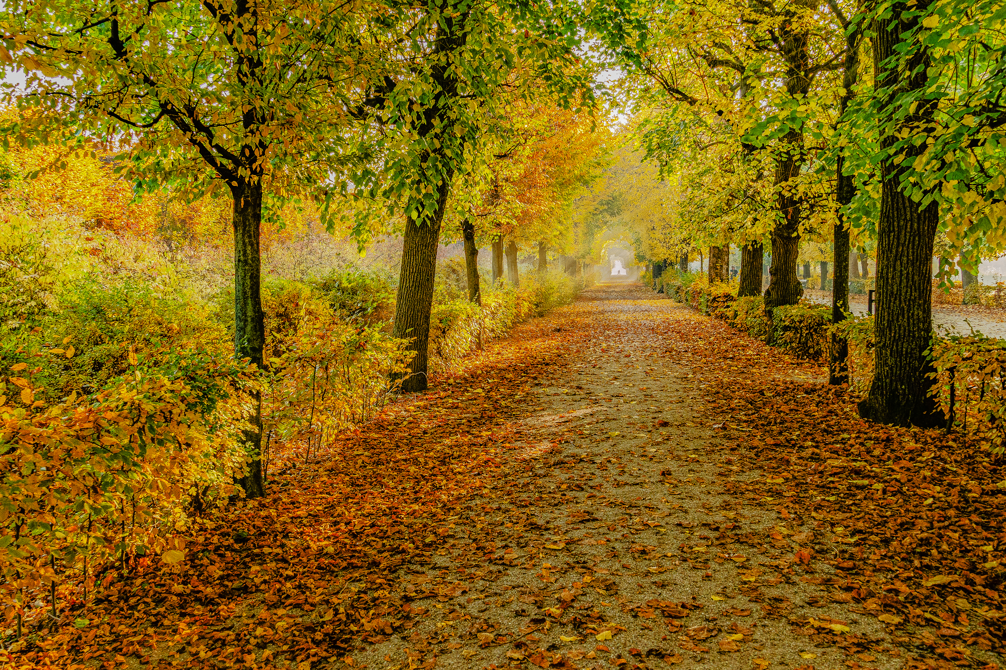 Бесплатное фото Фото осень, парк, деревья больших размеров