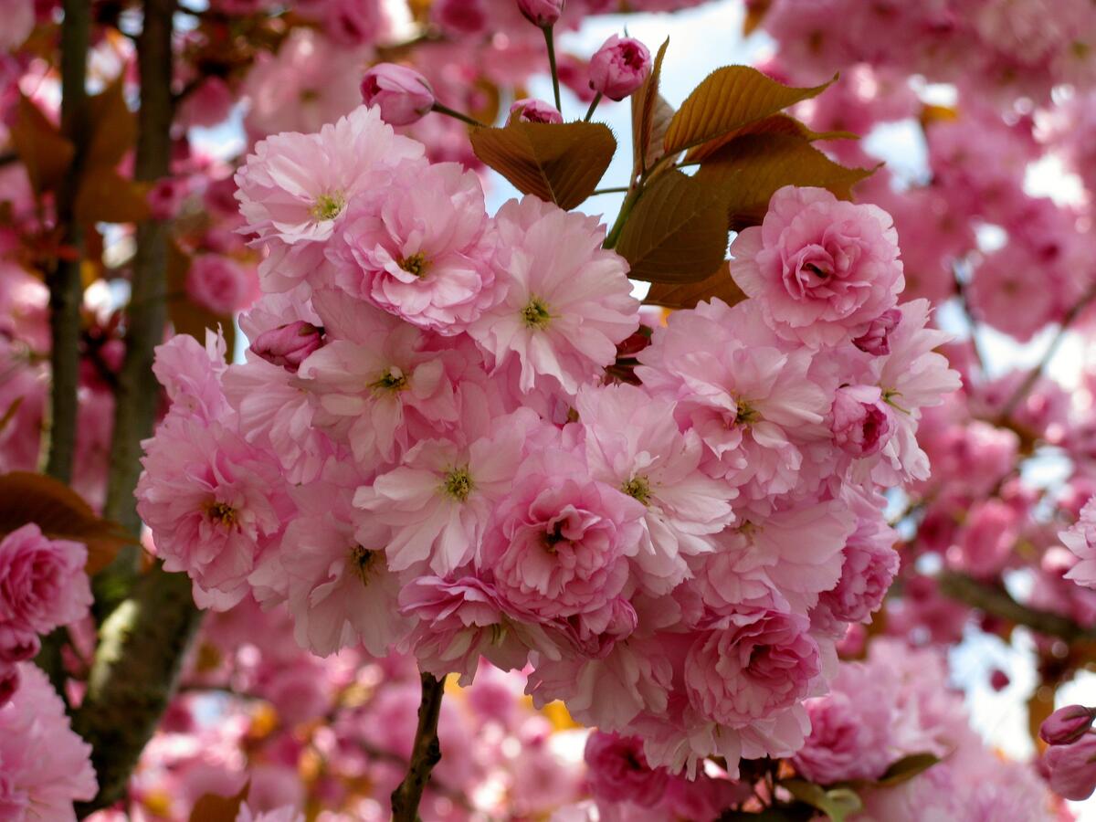 Sakura and her photo pink flowers