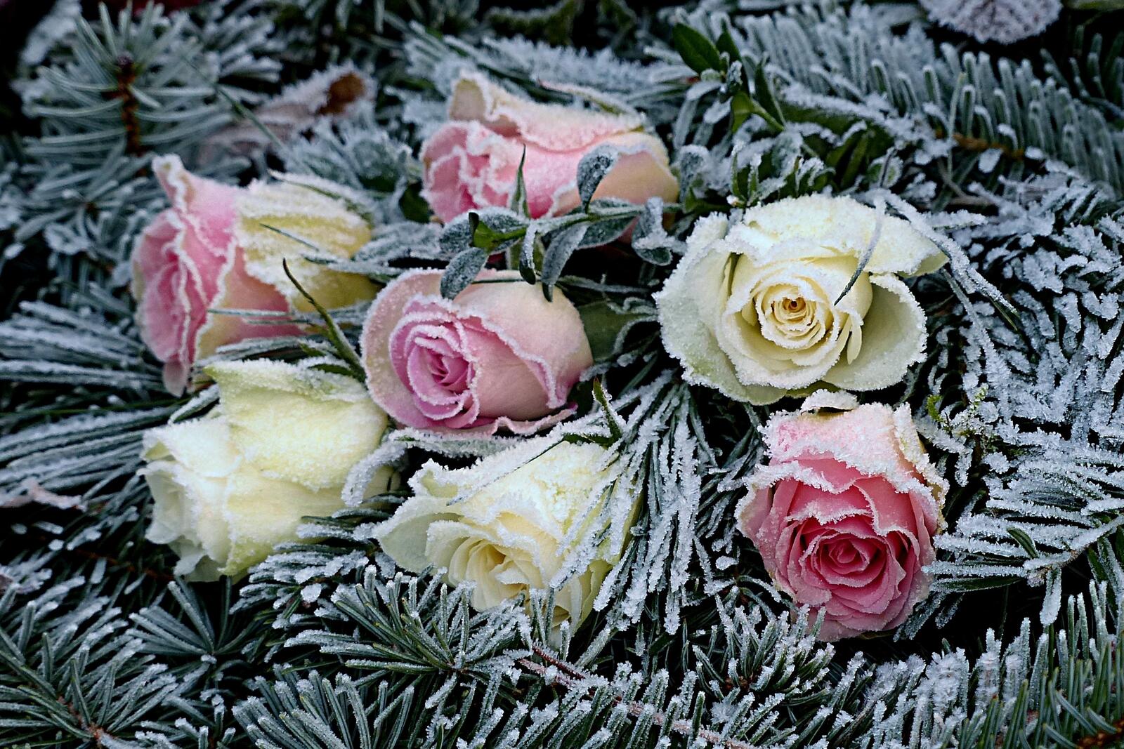 Free photo frost on the roses