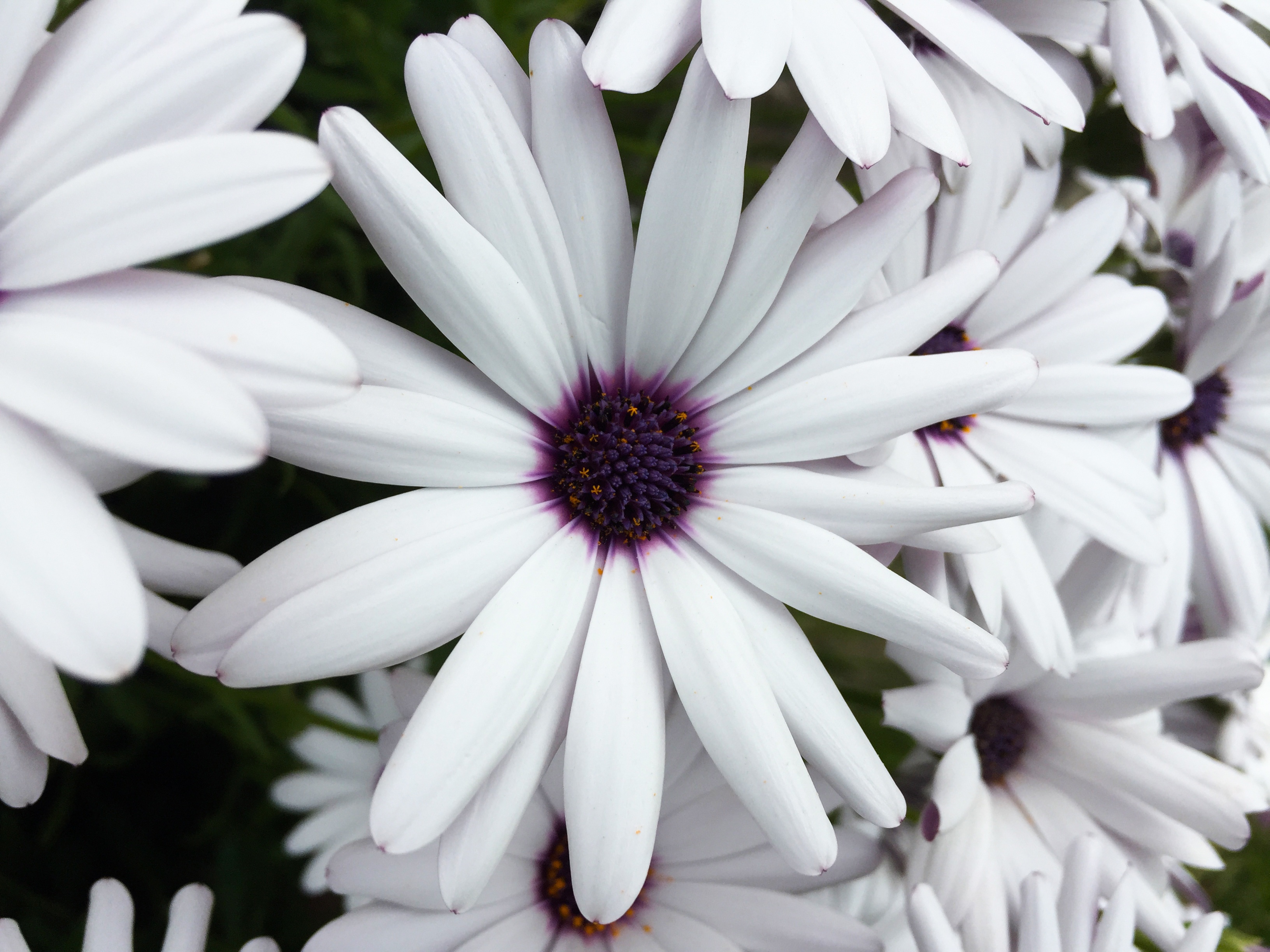 Фото бесплатно лепесток цветка, ботаника, макросъёмка