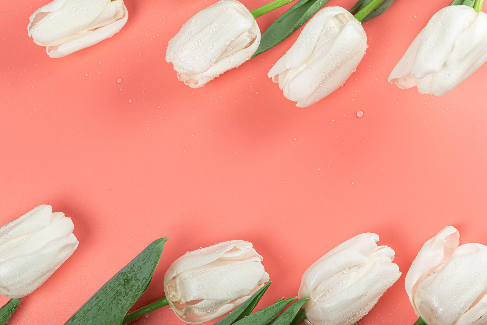 Wallpapers flower white tulips on the desktop