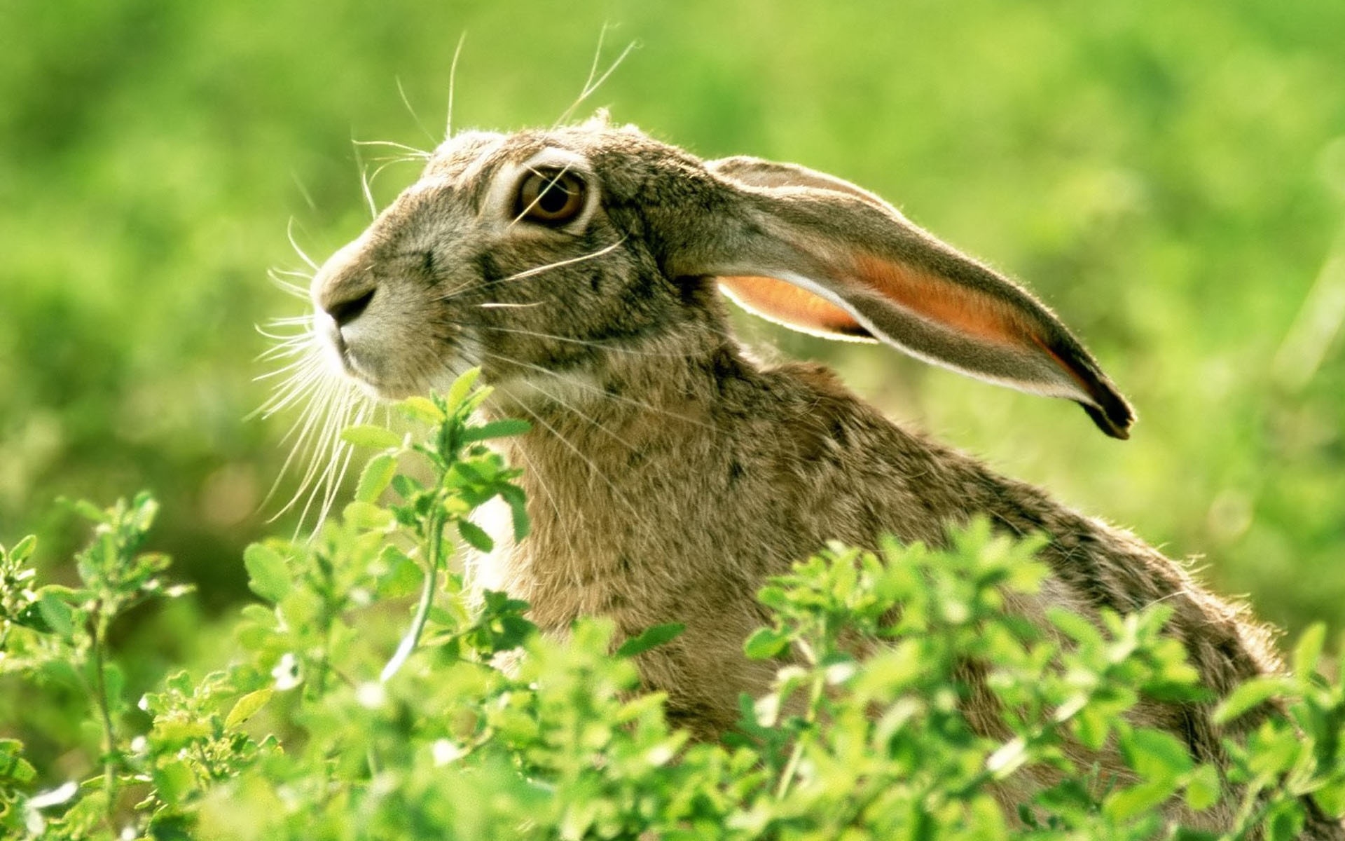 Фото бесплатно кролик, трава, лицо