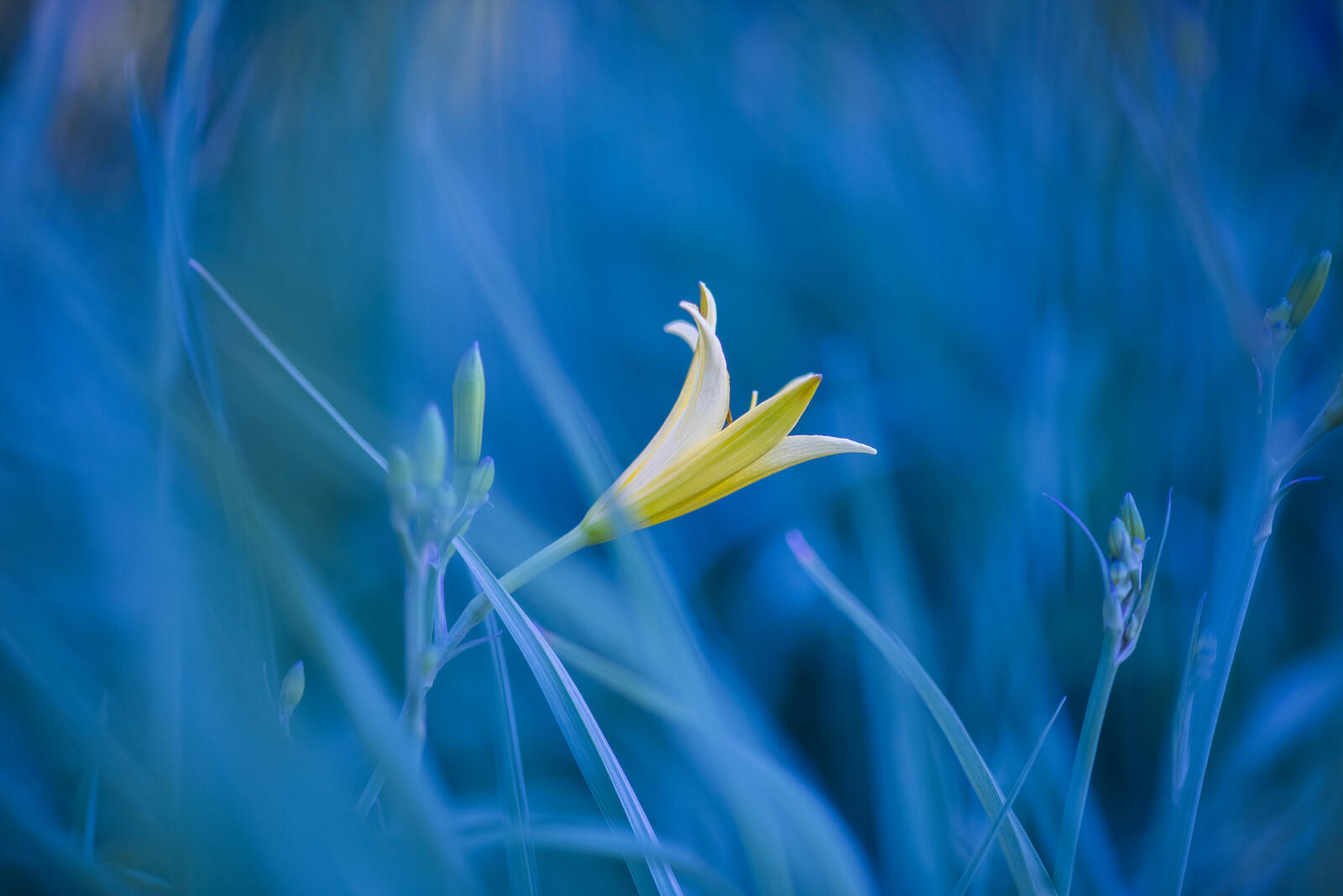 Wallpapers grass flower lily on the desktop
