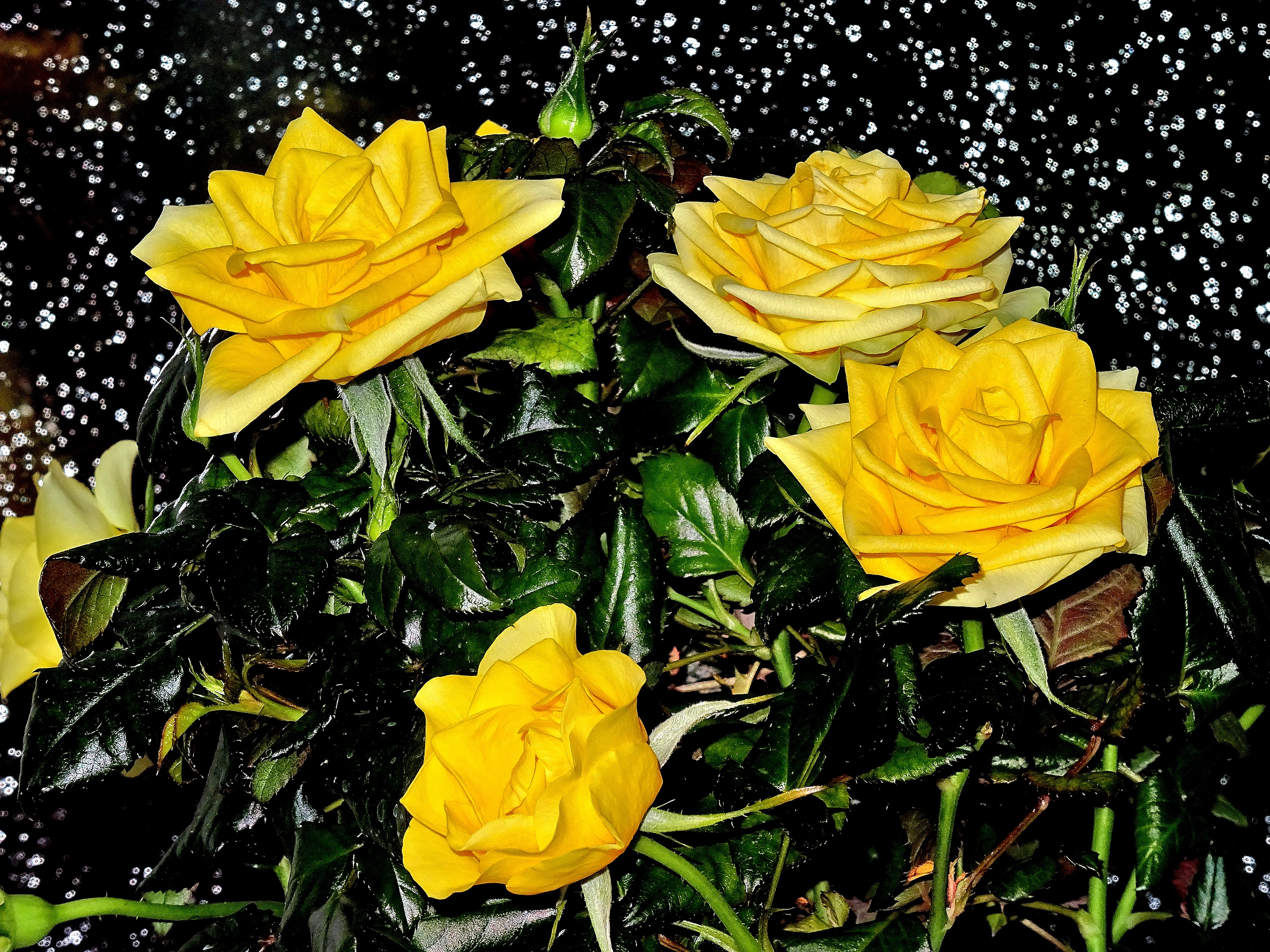 Обои Yellow Roses розы букет на рабочий стол
