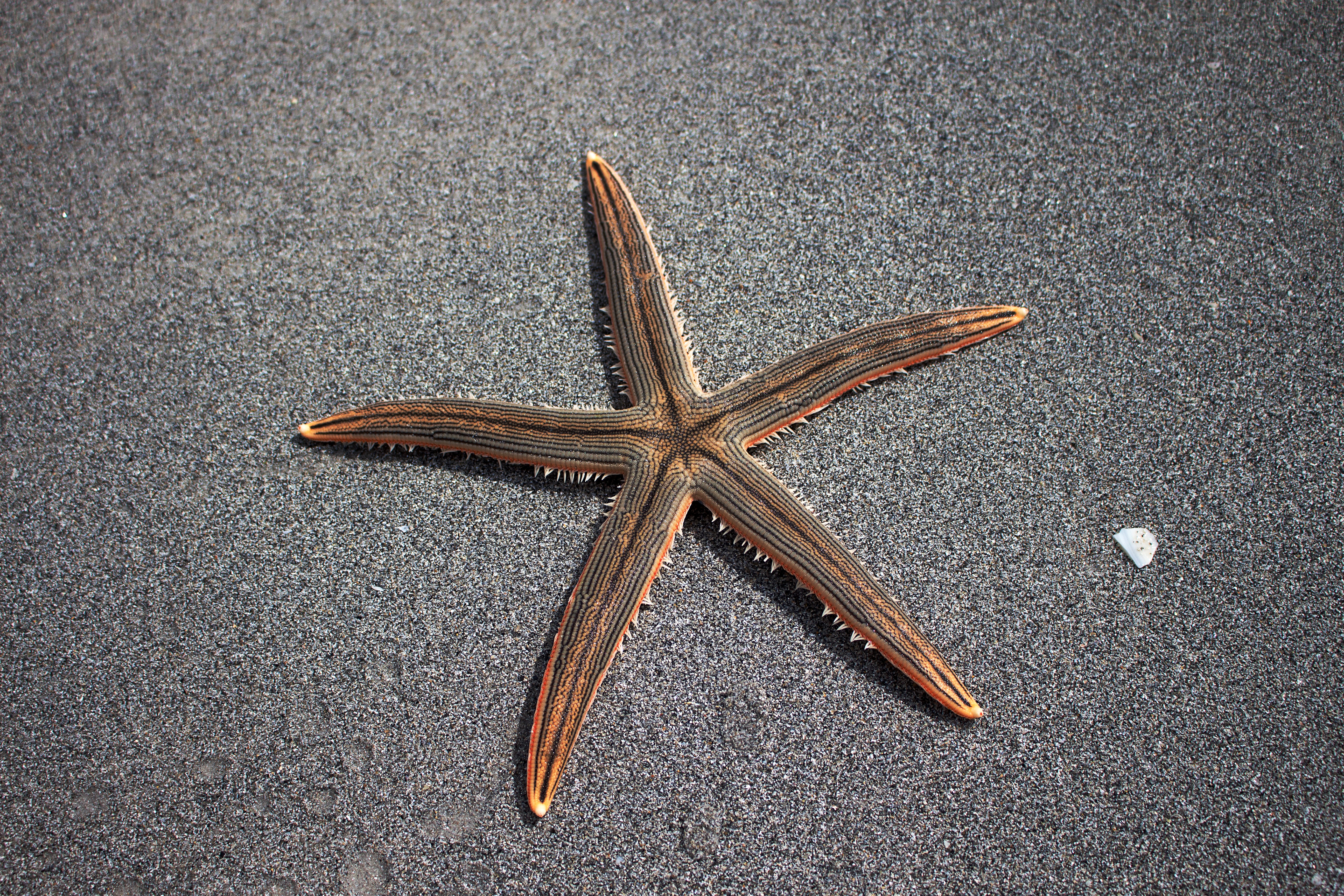 Wallpapers beach sand starfish on the desktop