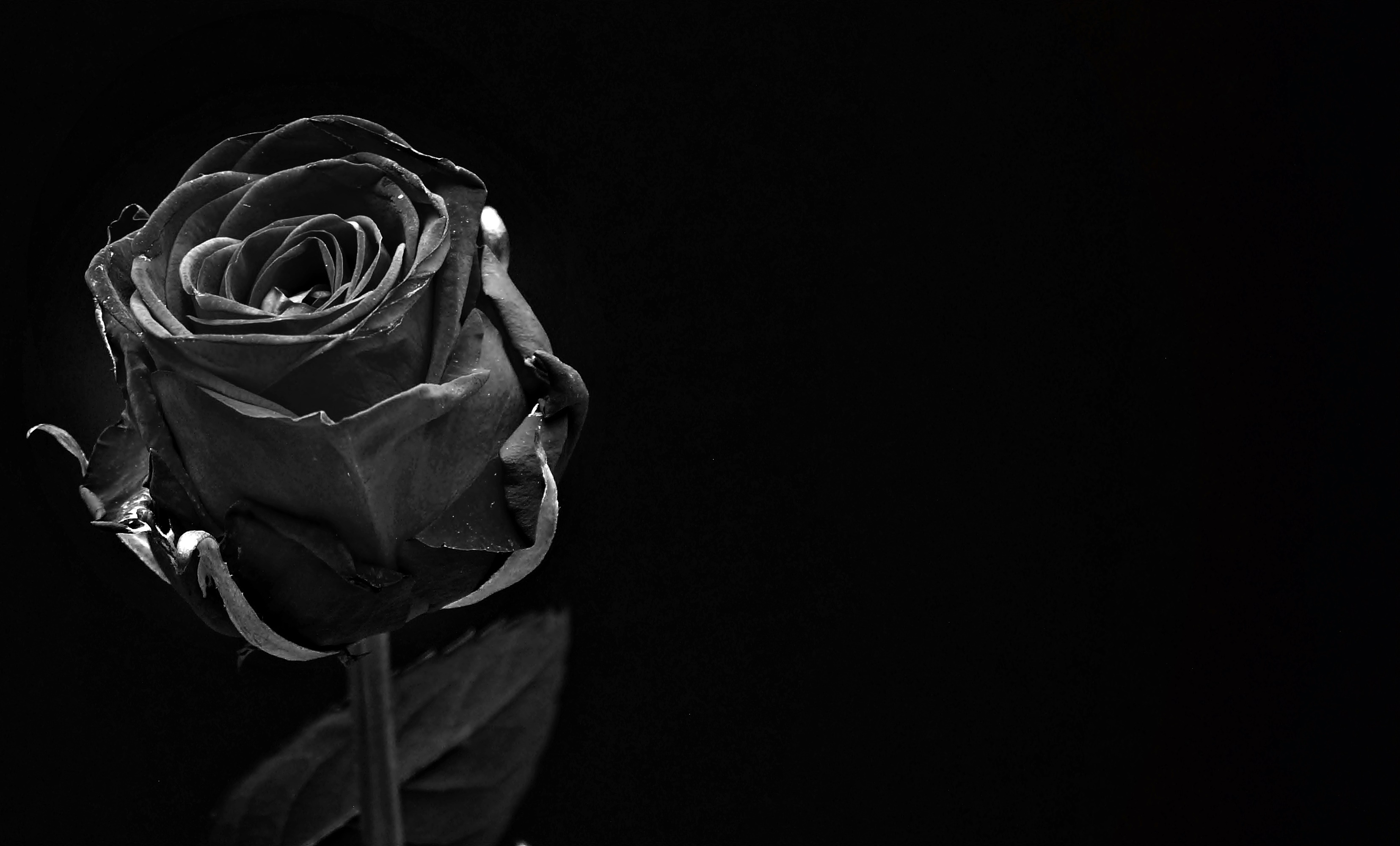 Wallpapers monochrome photography black rose rose bloom on the desktop