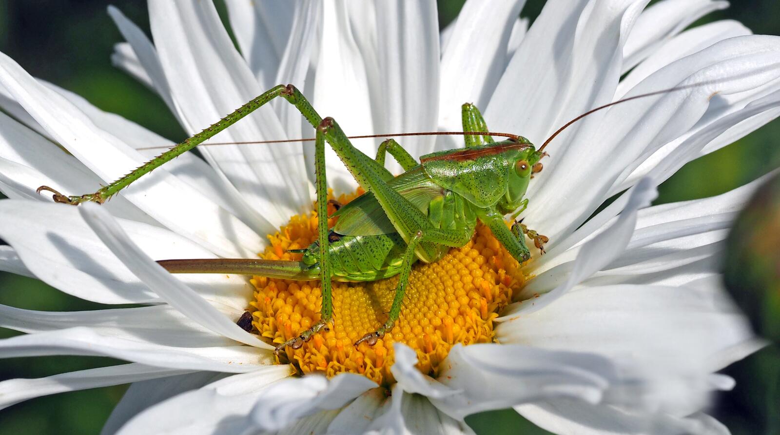 Wallpapers pollen grasshopper fauna on the desktop