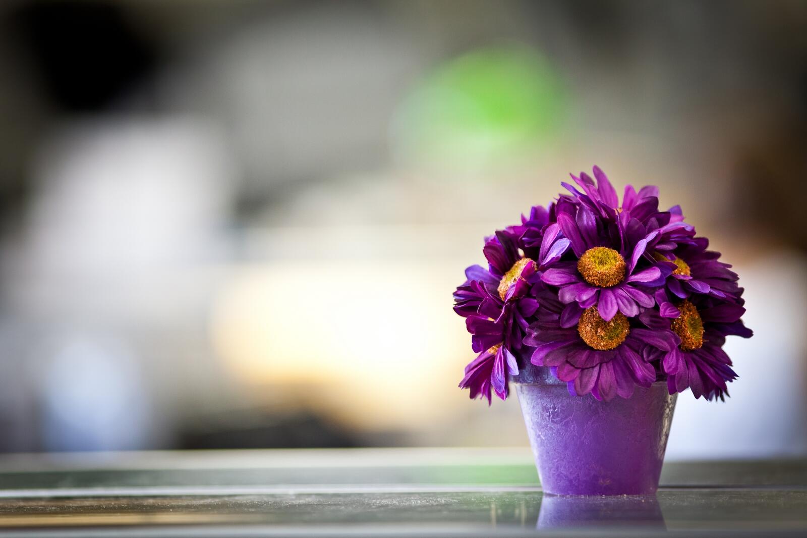 桌面上的壁纸紫色 瓶 花瓣