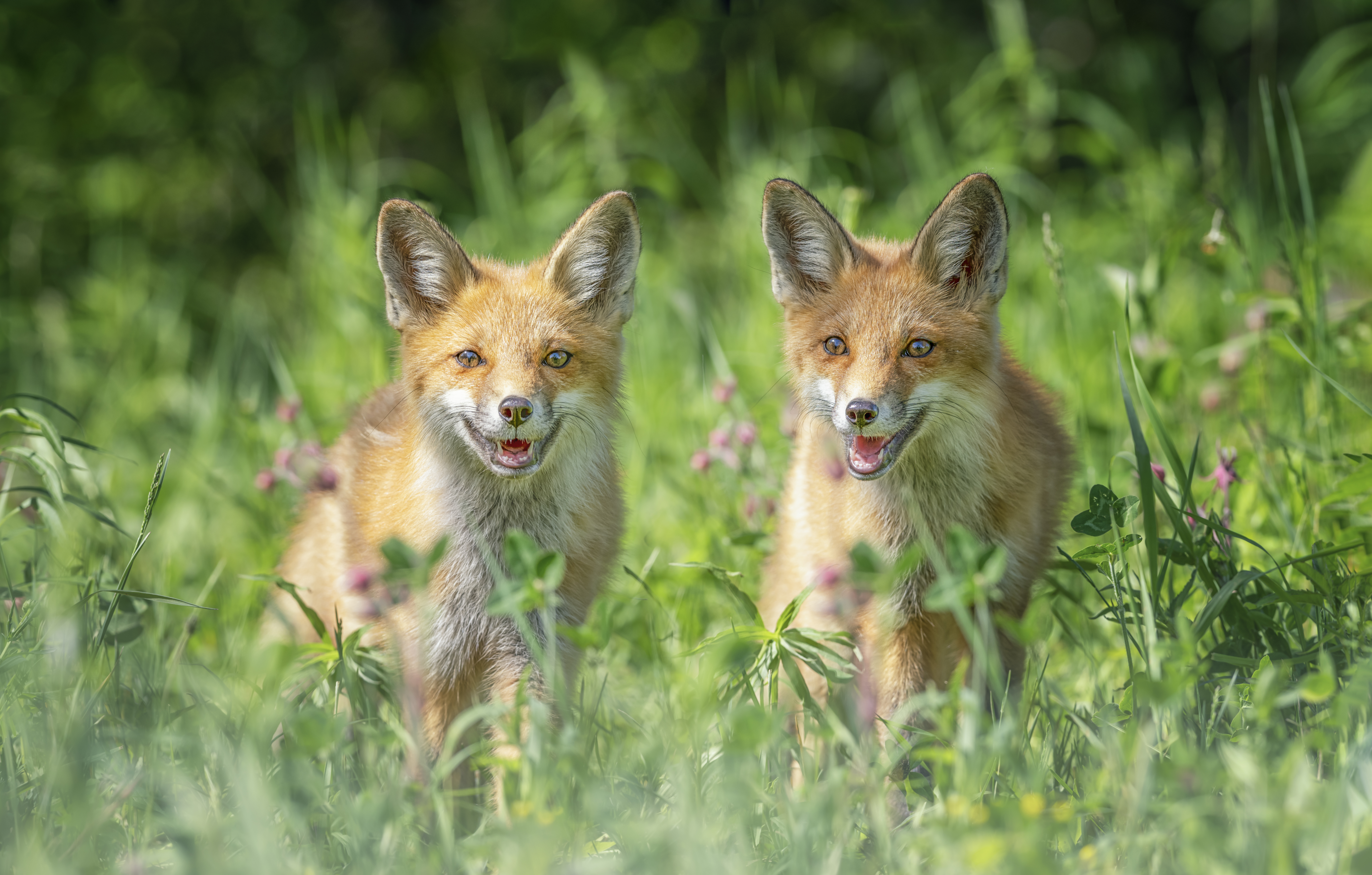 Wallpapers field foxes beasts on the desktop