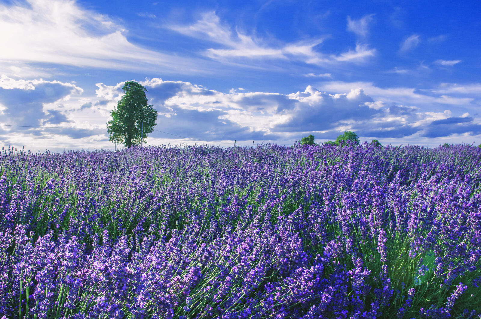 Wallpapers field lavender tree on the desktop