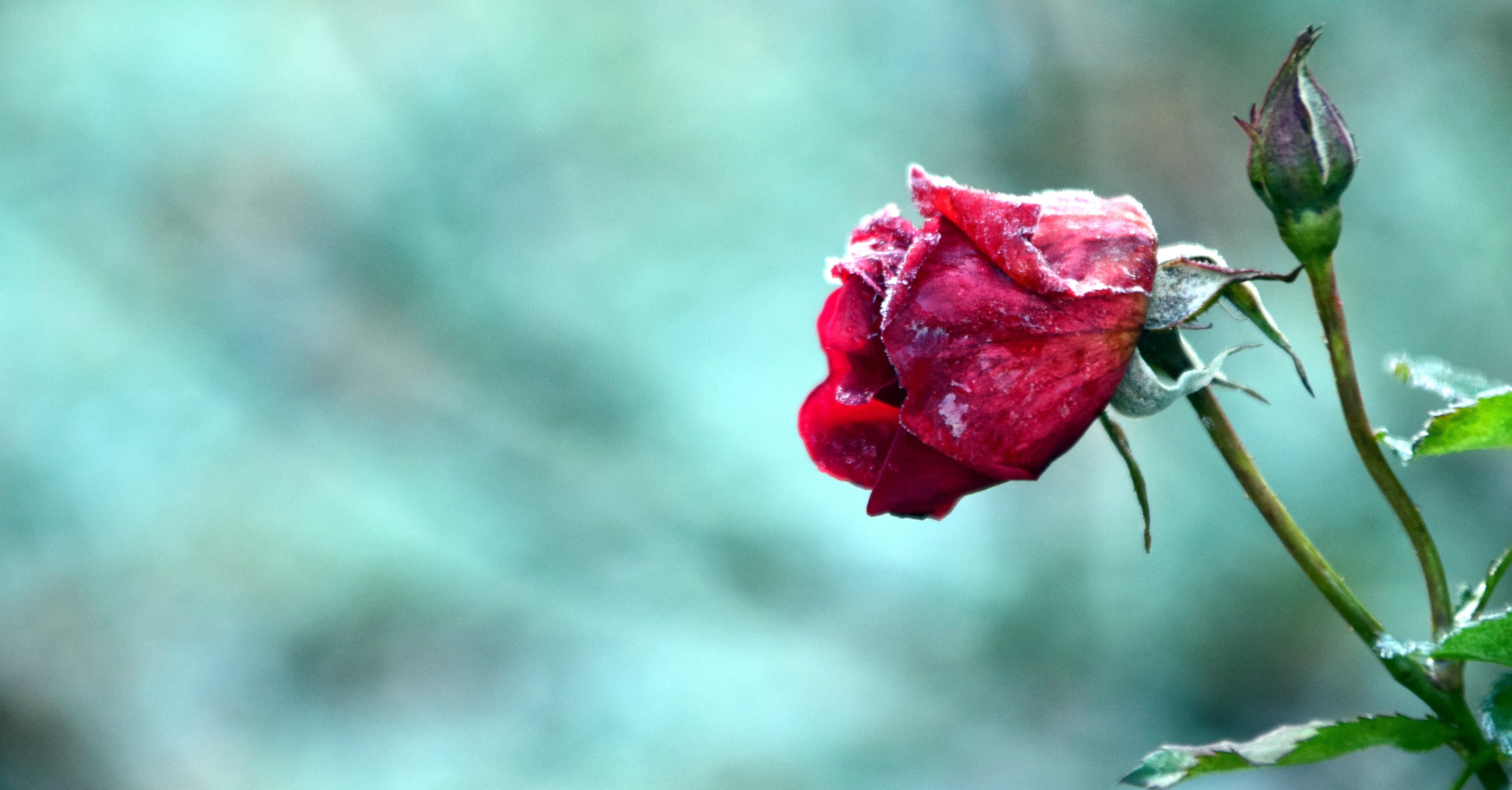 免费照片一朵冰冻的红玫瑰