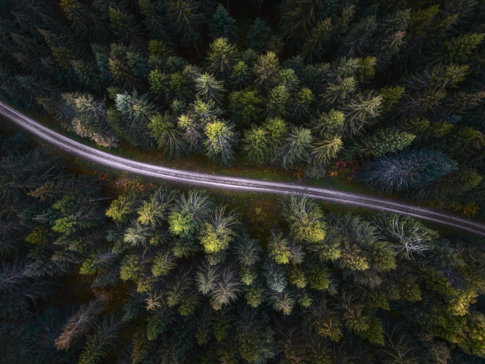 Wallpapers wallpaper forest aerial view road on the desktop