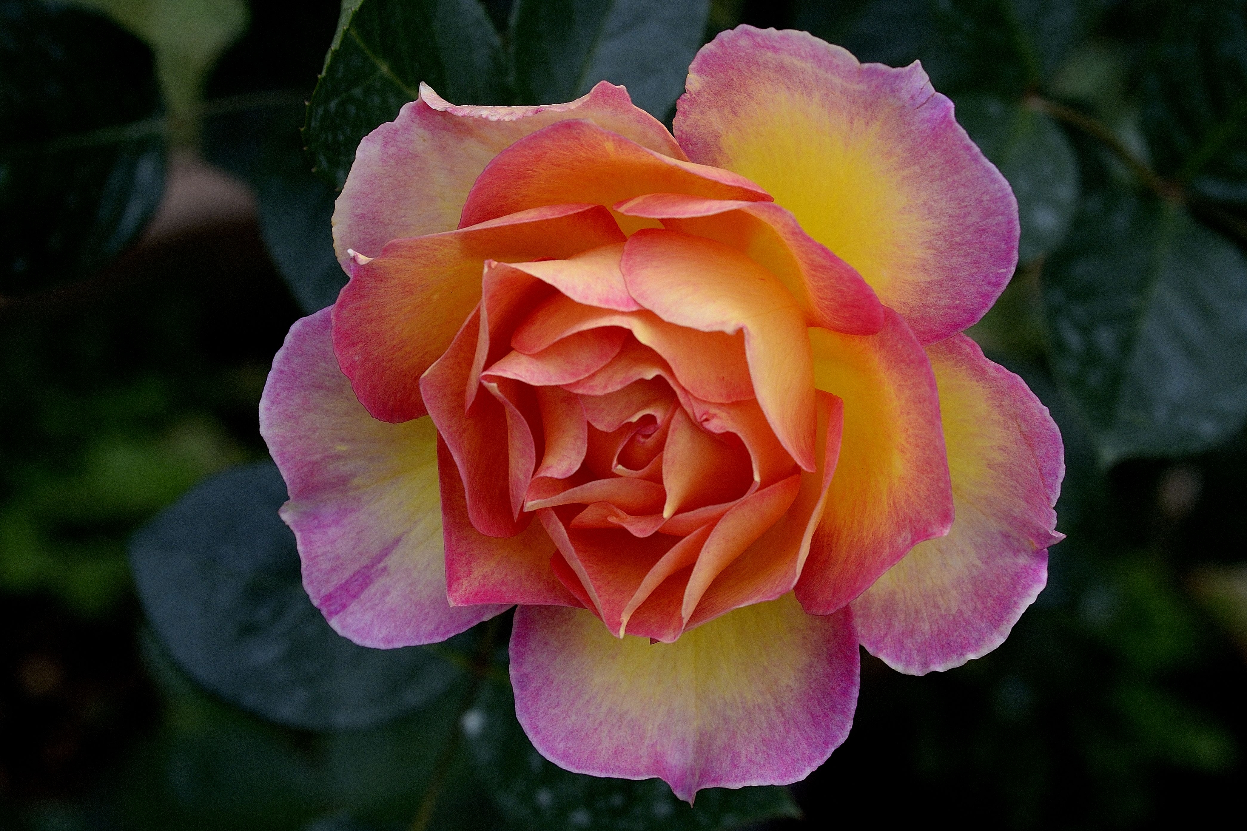 Photo free wallpaper pink rose, close-up, close