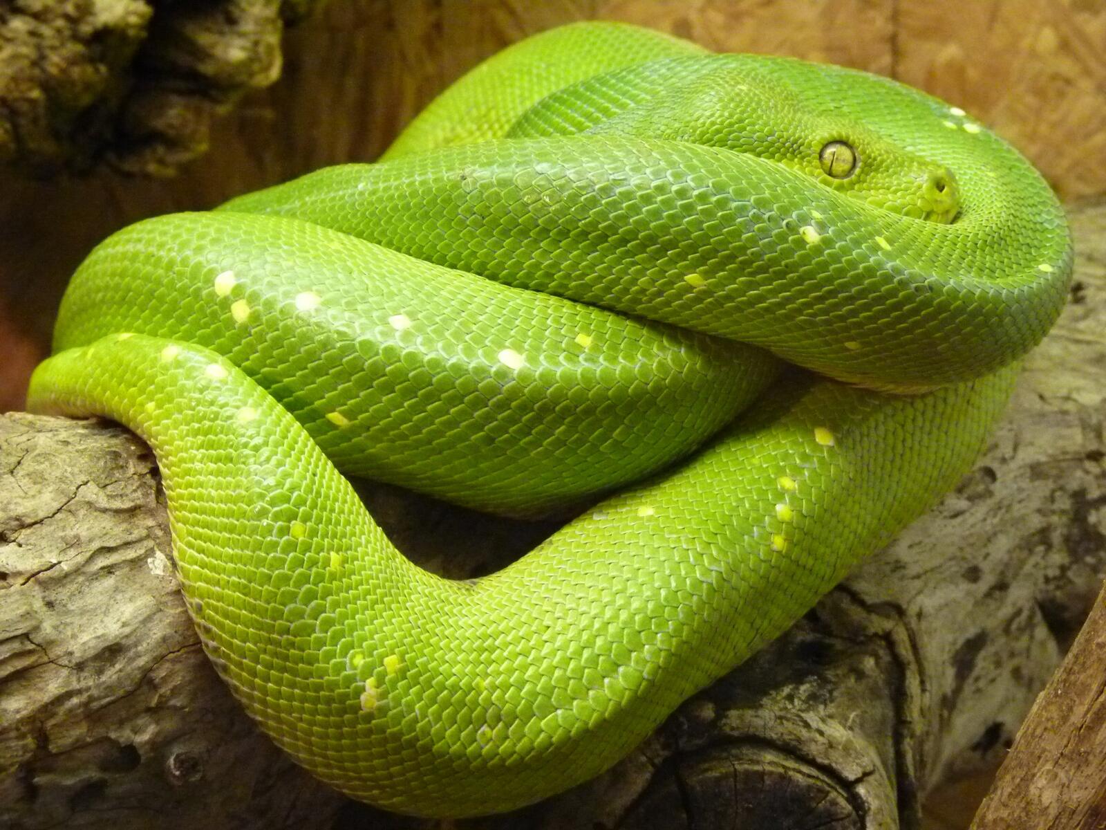 Wallpapers animal green reptile on the desktop