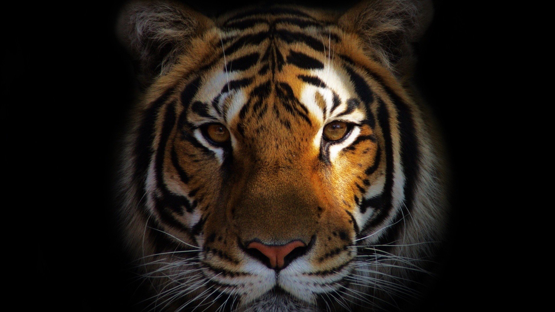 Фото бесплатно животные, лев, тигр