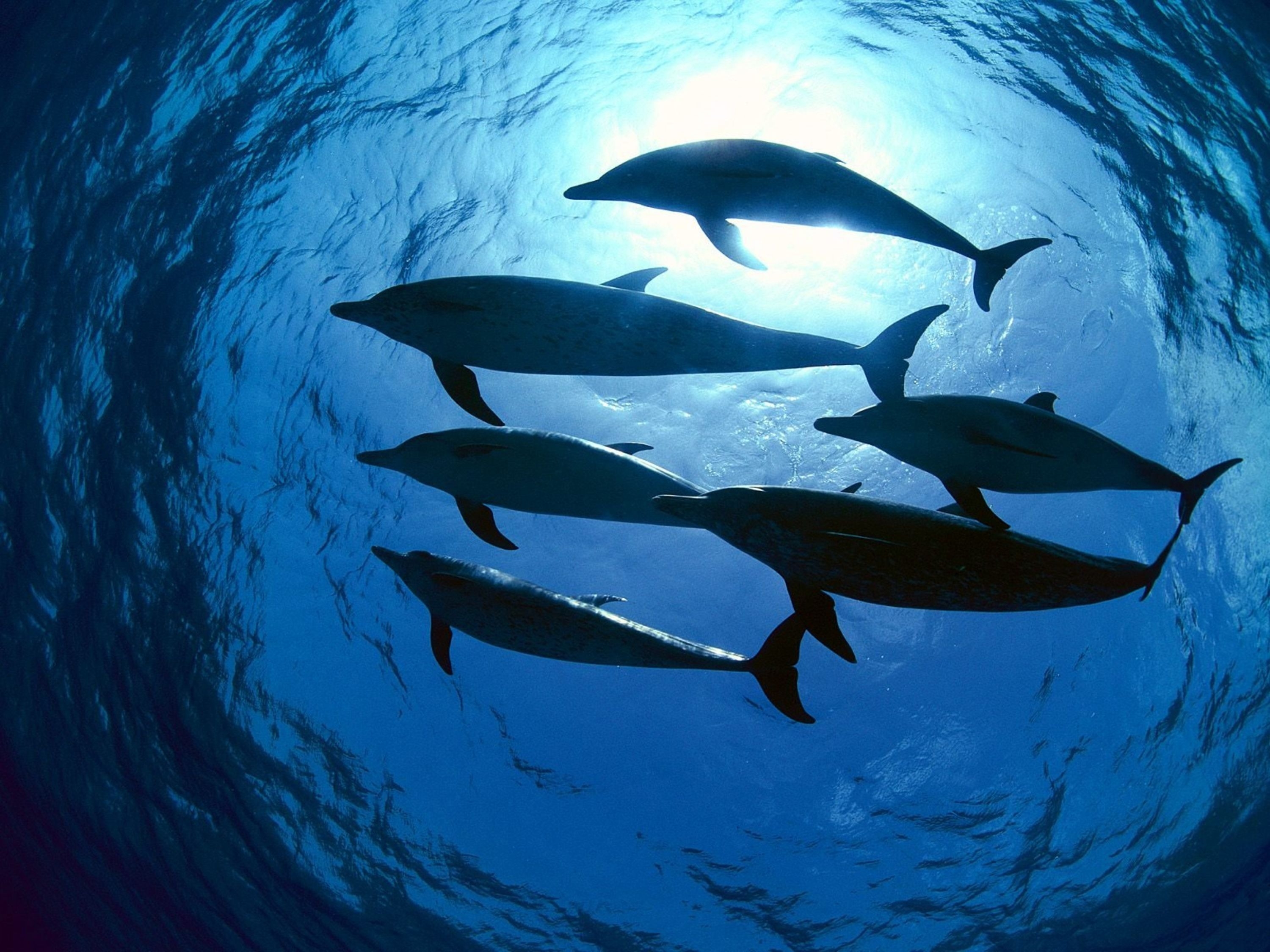 Photo free dolphins, swimming, underwater