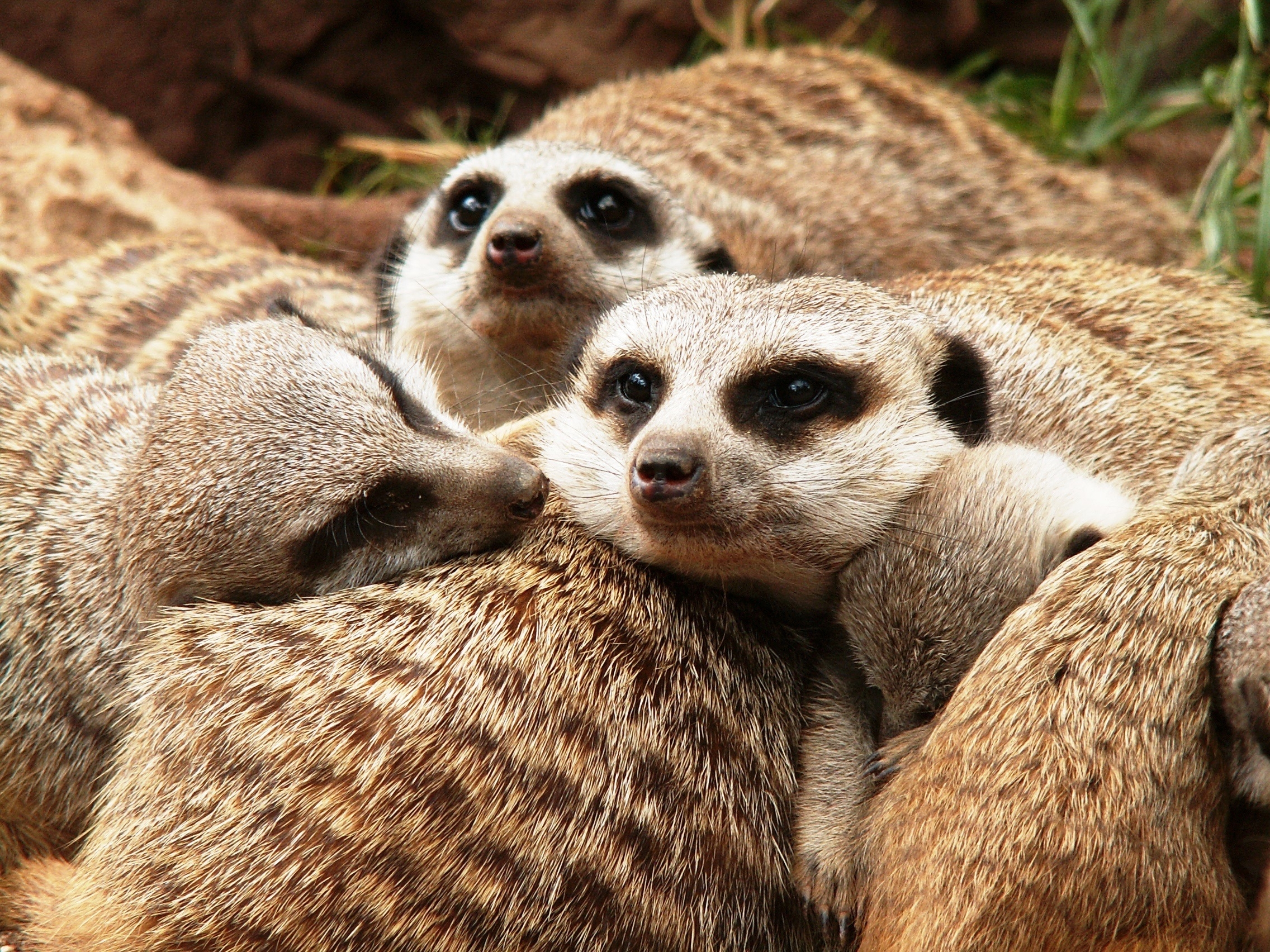 Photo free meerkats, fur, close